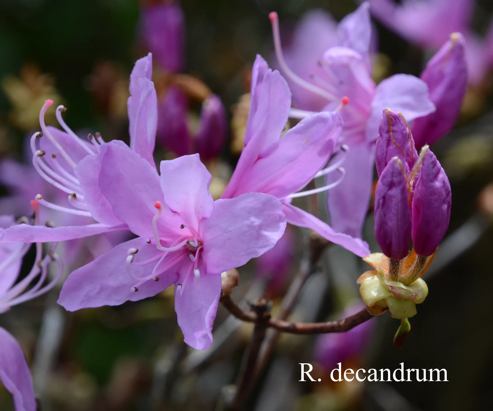 R. decandrum photo of R. decandrum. Location: Fearing's Farm Nursery, Abbotsford, BC, Canada. Photo by: Harold Fearing