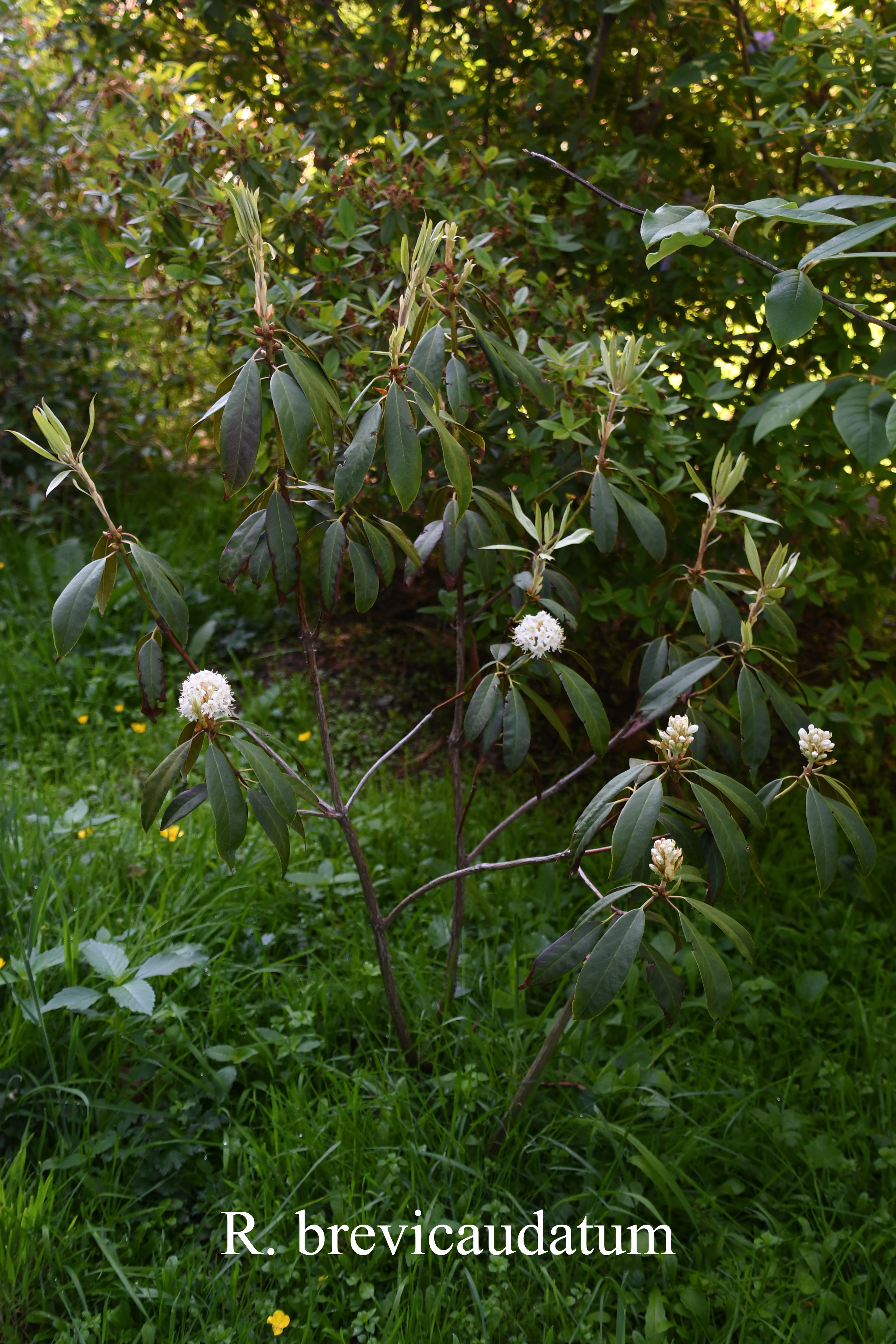 Rhododendron brevicaudatum photo