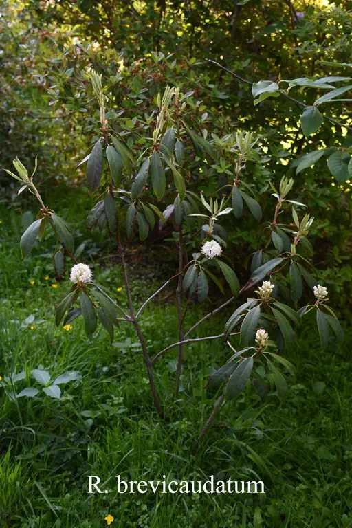 Photo of R. brevicaudatum, Species