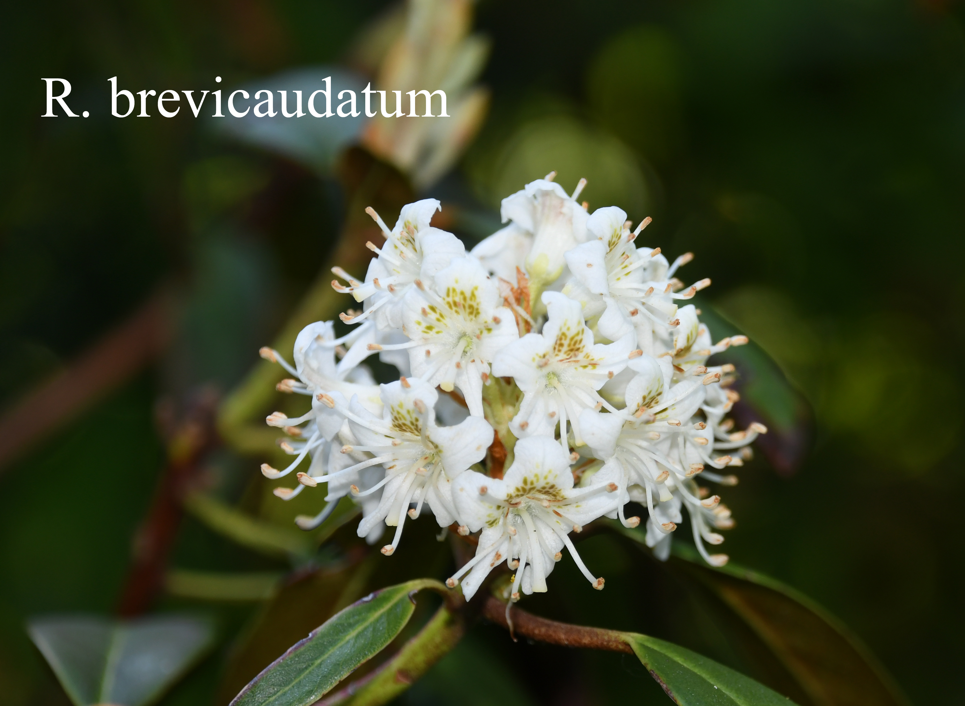 Rhododendron brevicaudatum photo