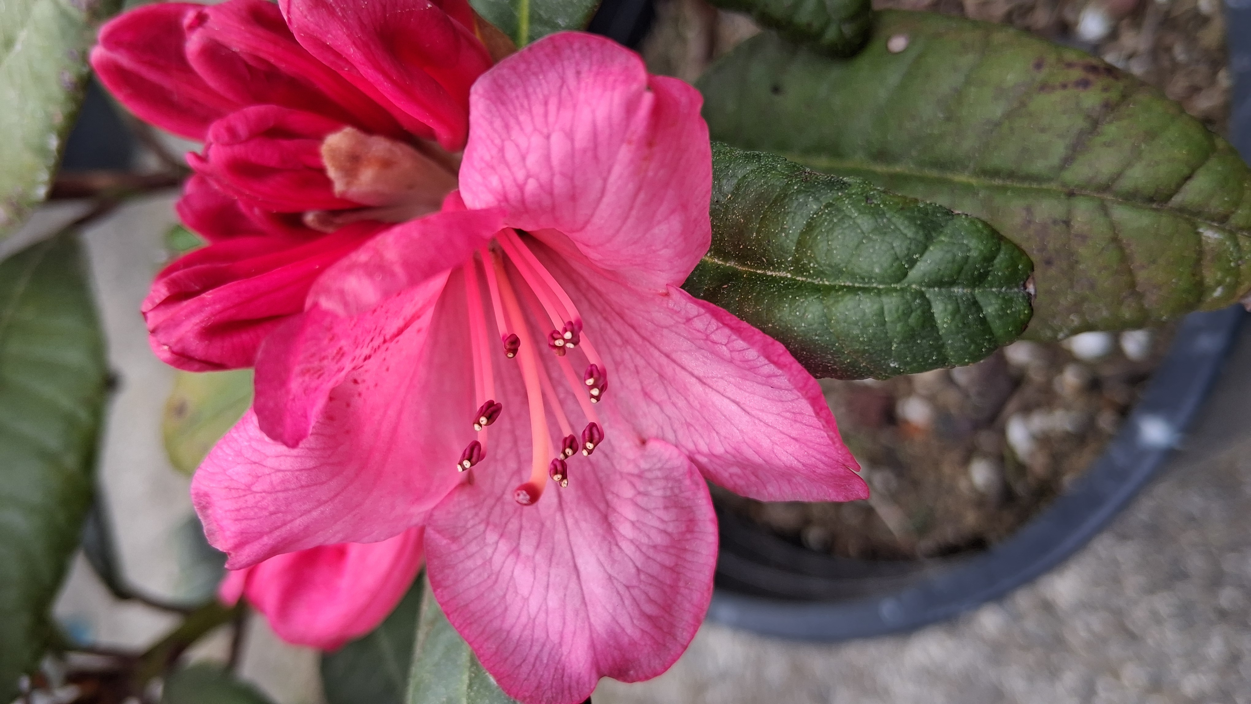 Rhododendron Wine & Roses photo