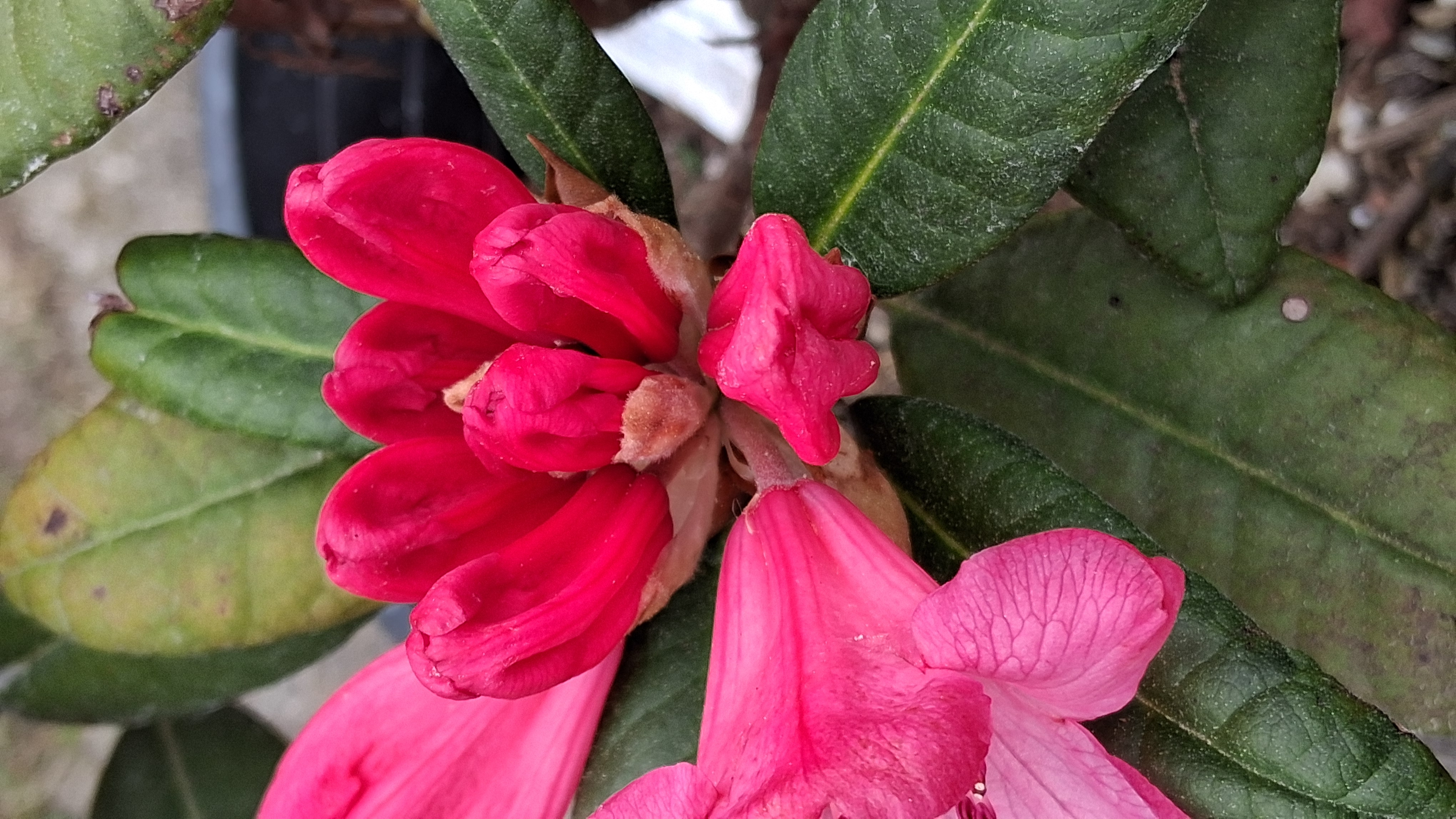 Rhododendron Wine & Roses photo