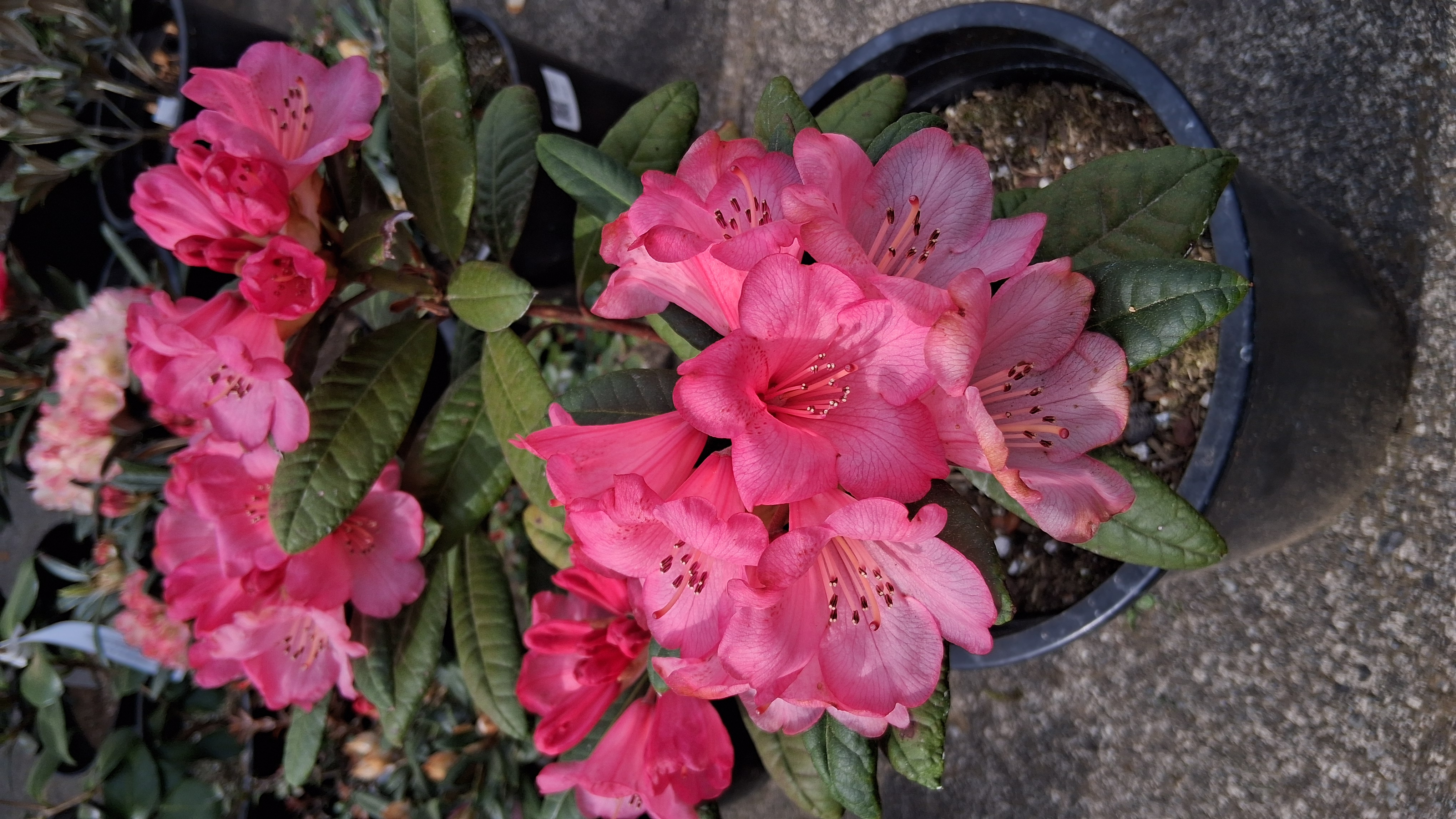Rhododendron Wine & Roses photo