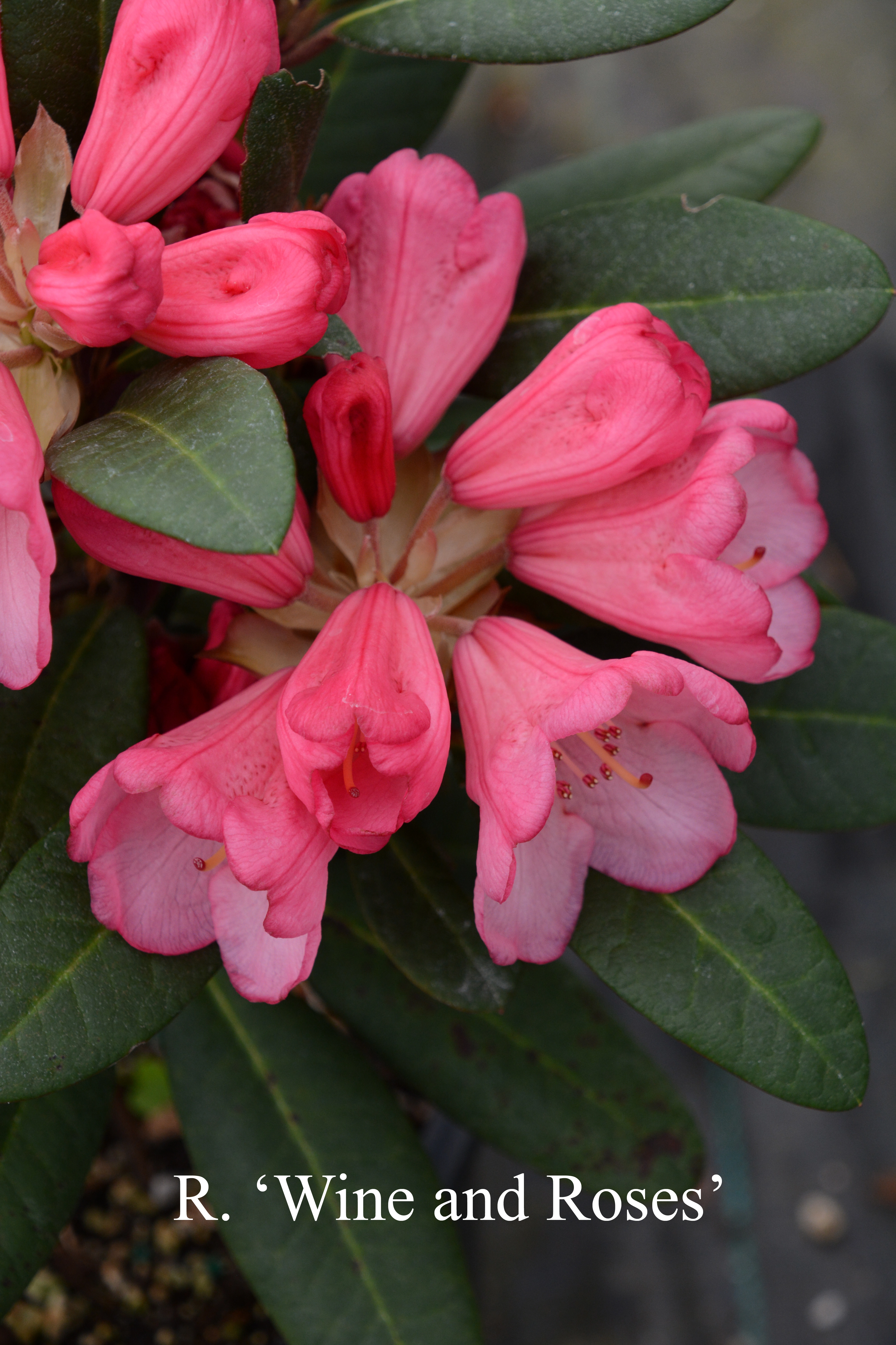 Rhododendron Wine & Roses photo
