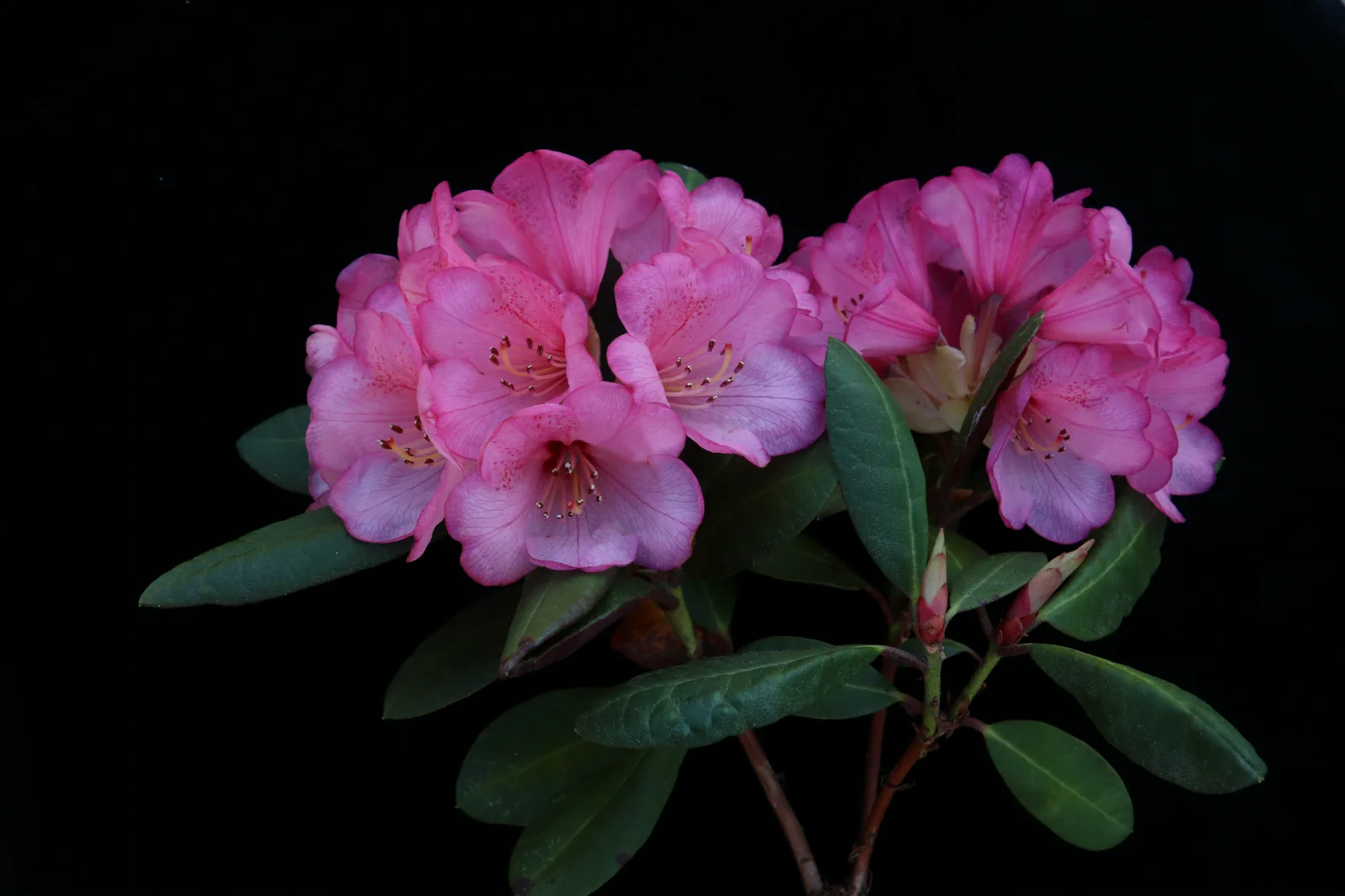 R. 'Wine & Roses' photo of R. 'Wine & Roses'. Location: Private garden, Comox, BC, Canada. Photo by: Garth Wedemire