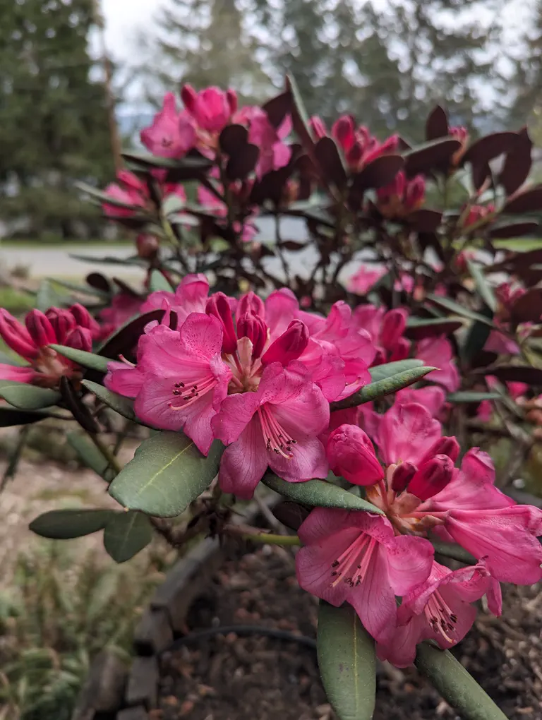 Photo of R. 'Wine & Roses', Rhododendron Hybrid