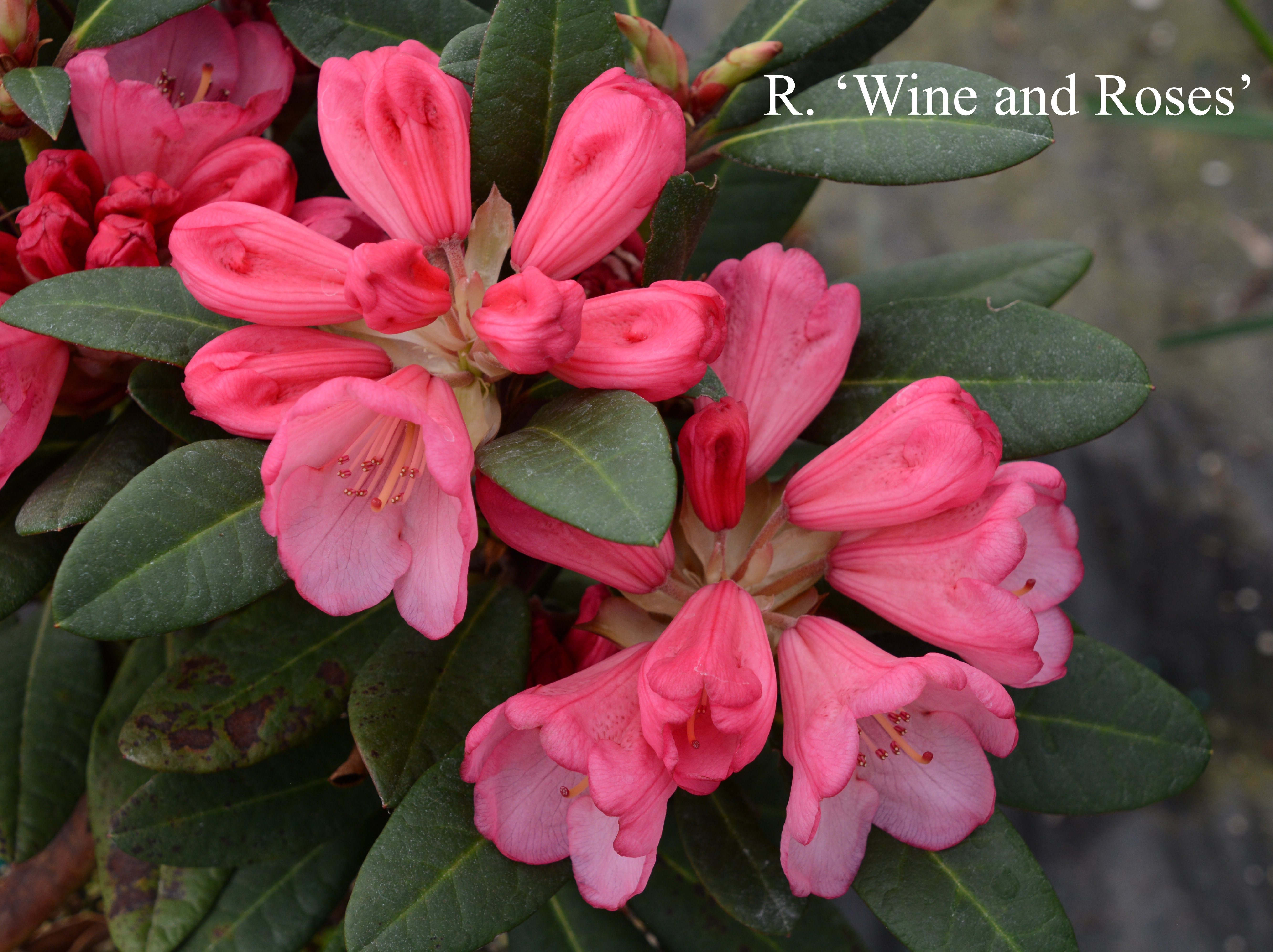 Rhododendron Wine & Roses photo