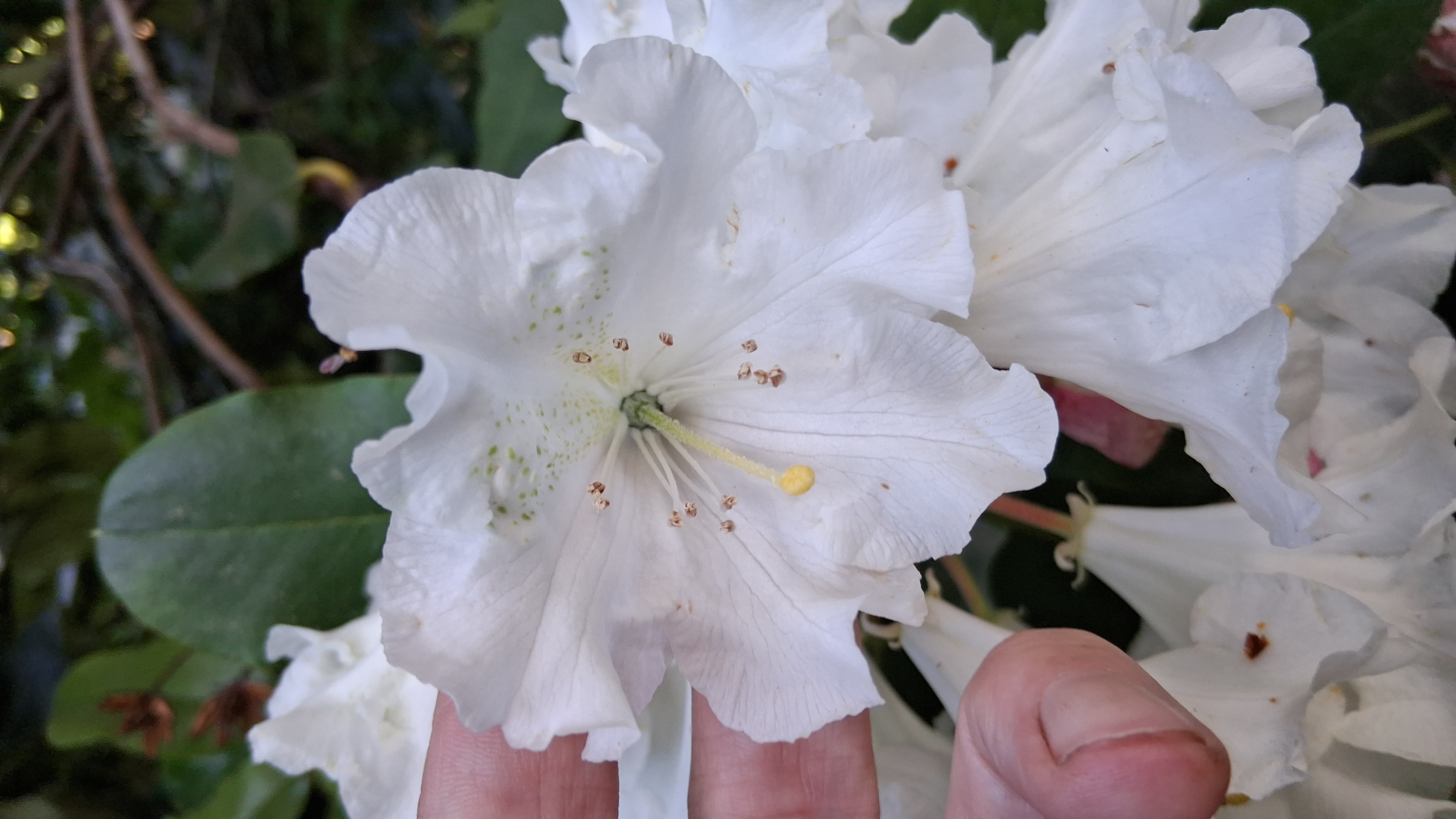 Rhododendron hemsleyanum x ungernii photo