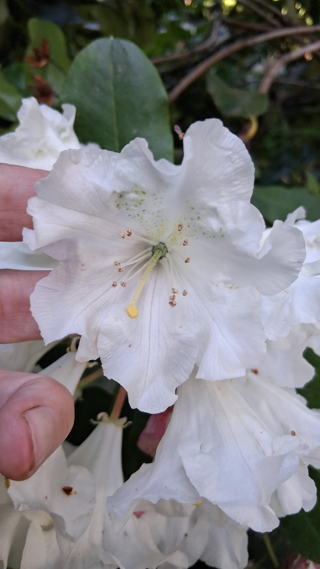 R. 'hemsleyanum x ungernii' photo of R. 'hemsleyanum x ungernii'. R. 'hemsleyanum x ungernii' close up with stamen, stigma, ovary, and green spotting on the dorsal petal.. Location: Rhododendron Species Botanical Garden. Photo by: Thatrhodylady