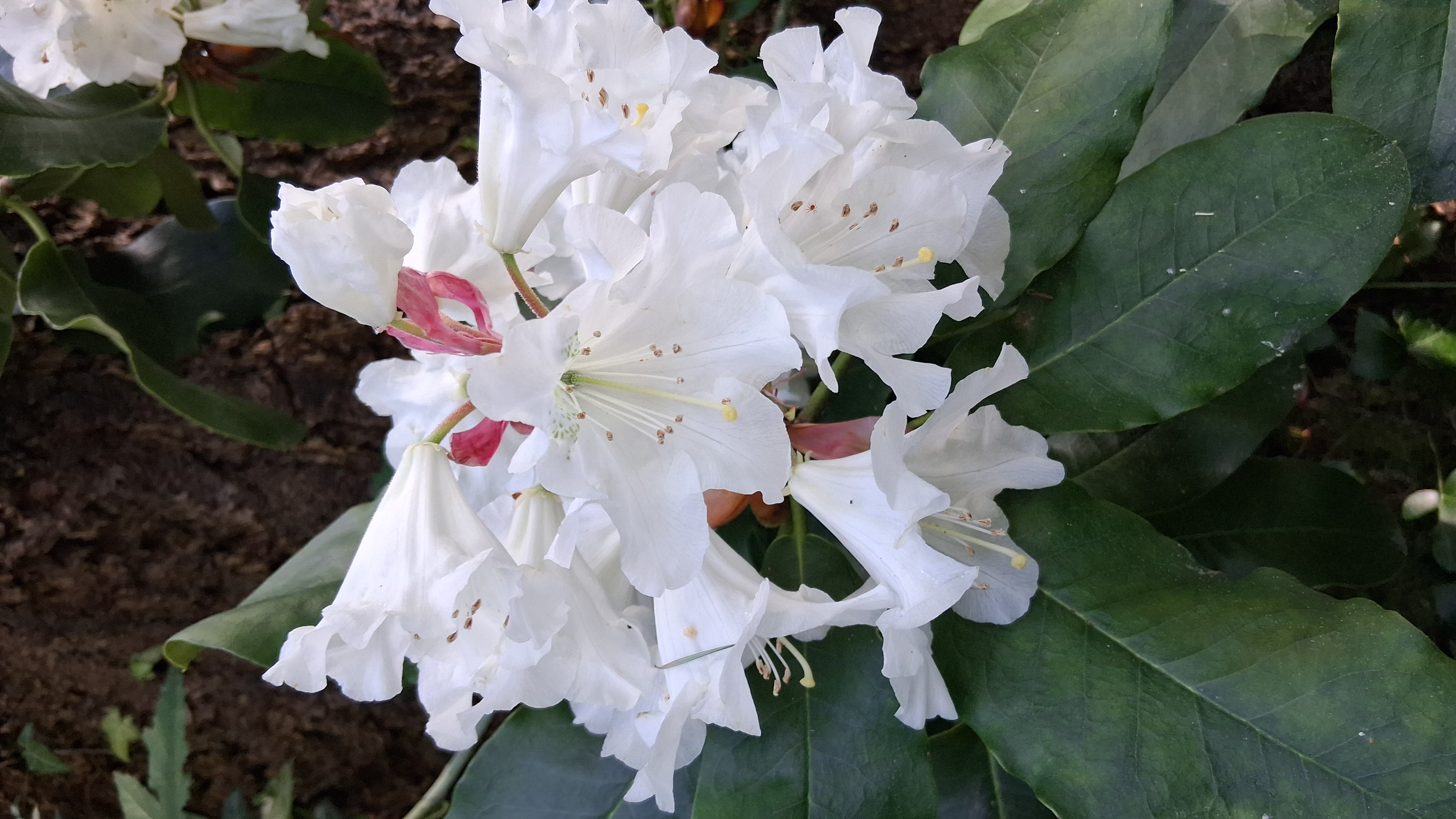 Rhododendron hemsleyanum x ungernii photo