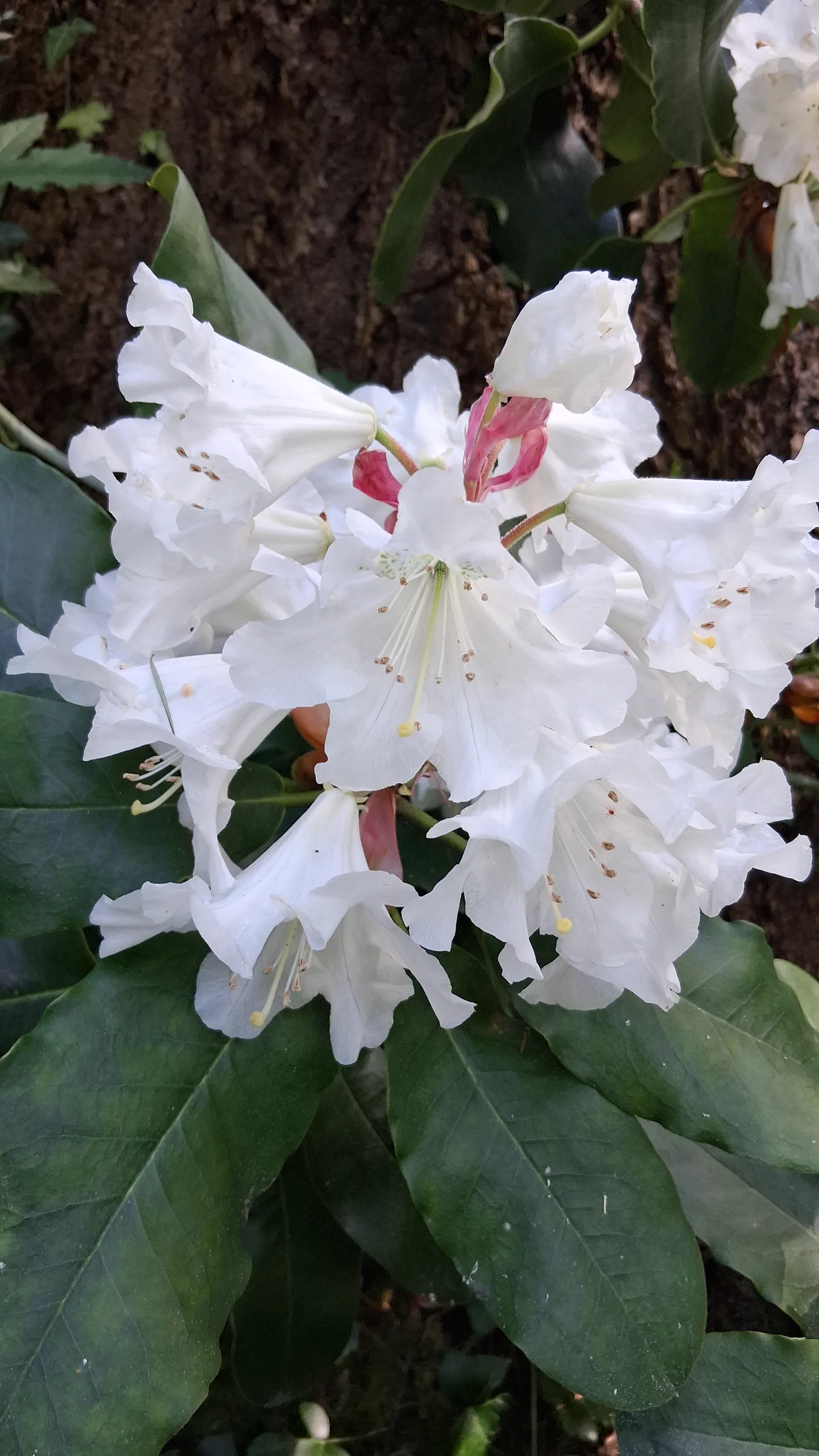 R. 'hemsleyanum x ungernii' photo of R. 'hemsleyanum x ungernii'. R. 'hemsleyanum x ungernii' flower truss and leaves.. Location: Rhododendron Species Botanical Garden. Photo by: Thatrhodylady