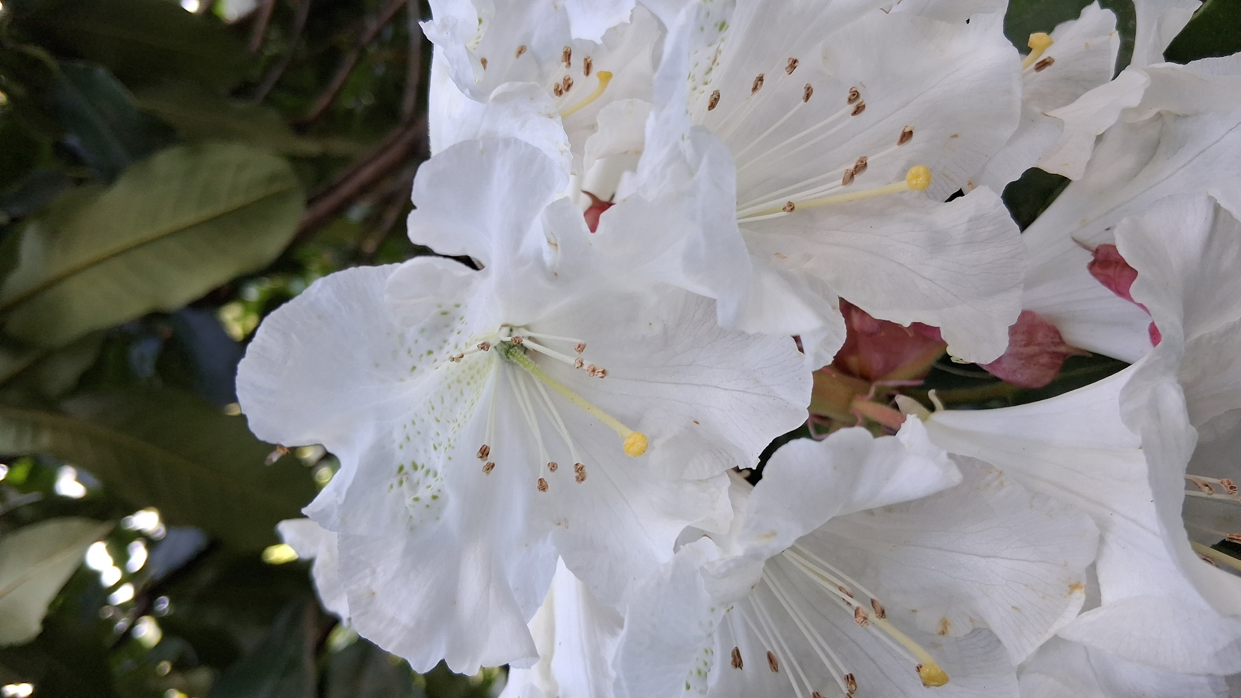 Rhododendron hemsleyanum x ungernii photo