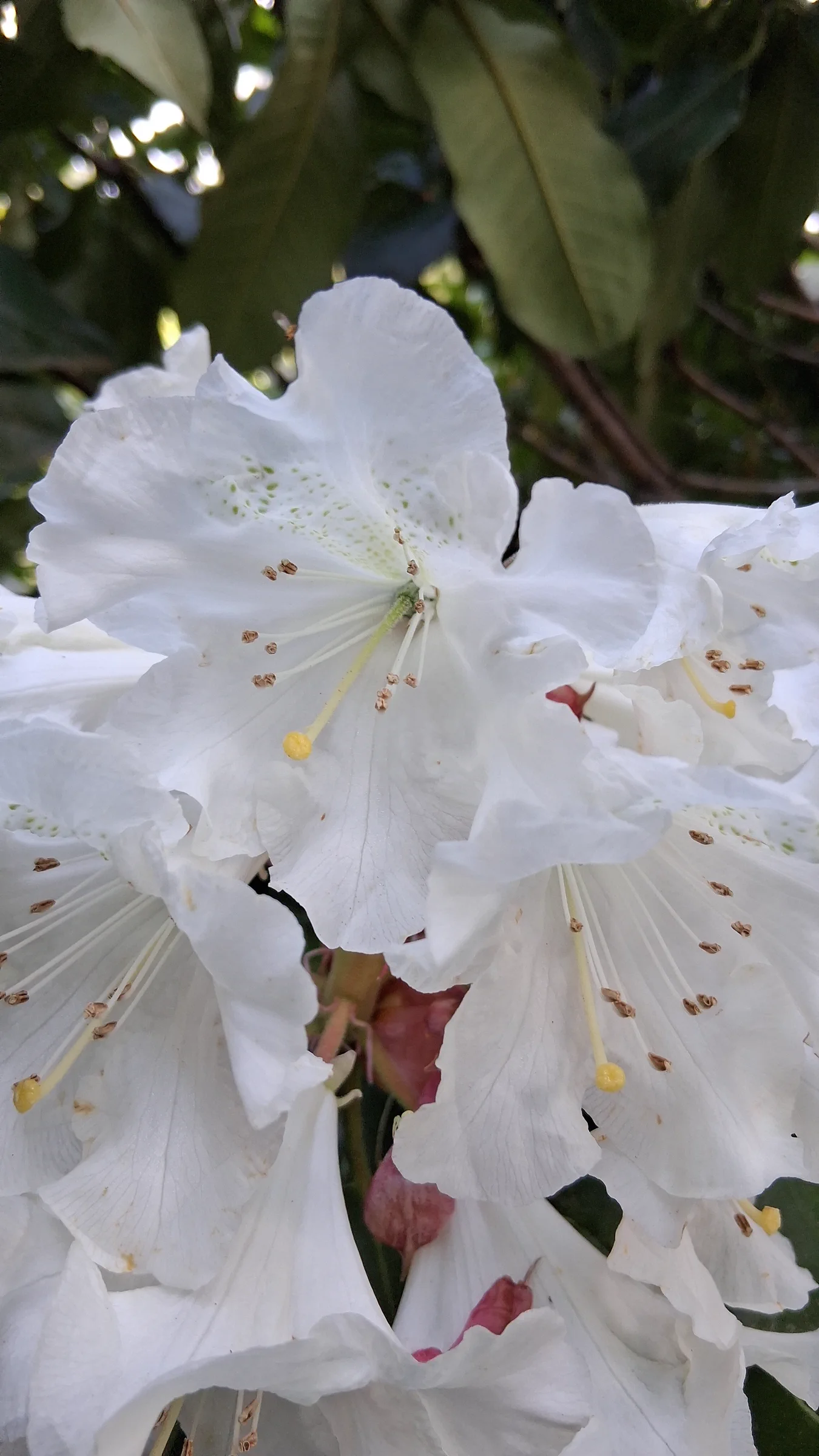 R. 'hemsleyanum x ungernii' photo of R. 'hemsleyanum x ungernii'. R. 'hemsleyanum x ungernii'. Location: Rhododendron Species Botanical Garden. Photo by: Thatrhodylady