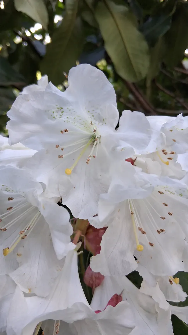 Photo of R. 'hemsleyanum x ungernii', Rhododendron Hybrid