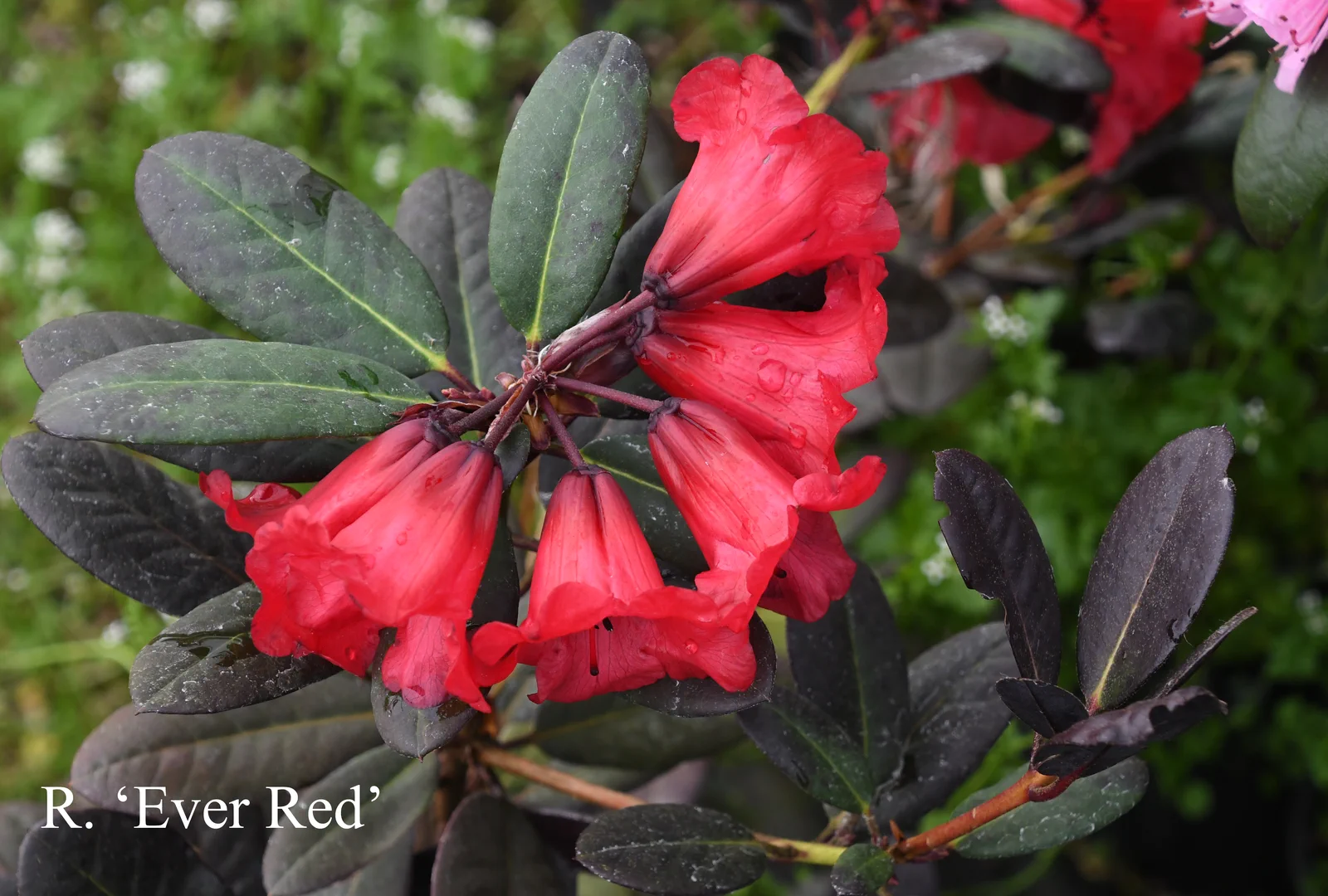 R. 'Ever Red' photo of R. 'Ever Red'. Location: Fearing's Farm Nursery, Abbotsford, BC, Canada. Photo by: Harold Fearing