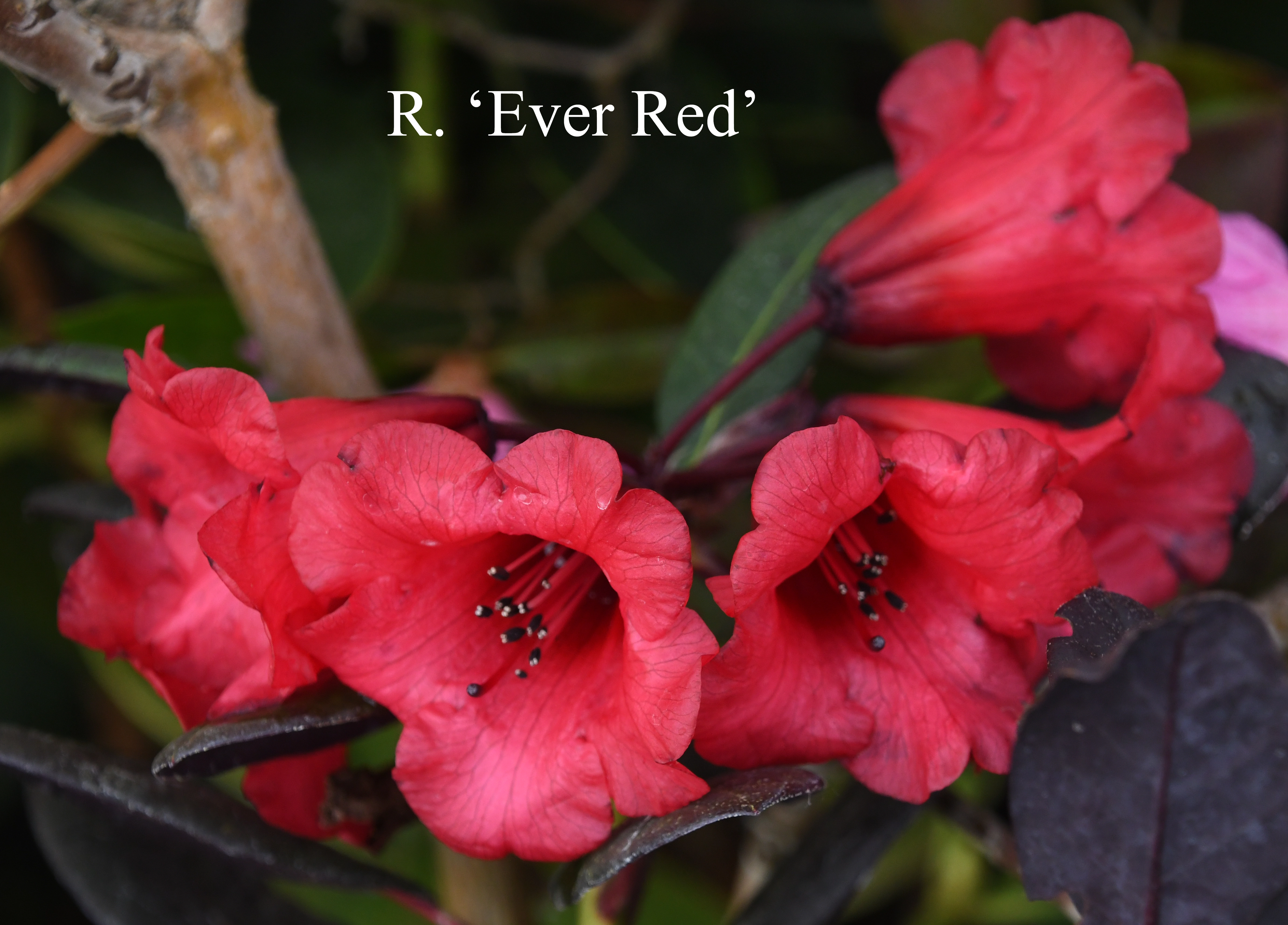 Rhododendron Ever Red photo