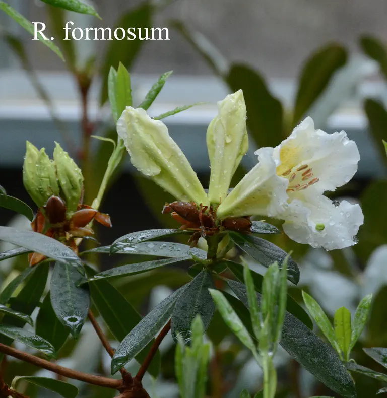 Photo of R. formosum var formosum, Species