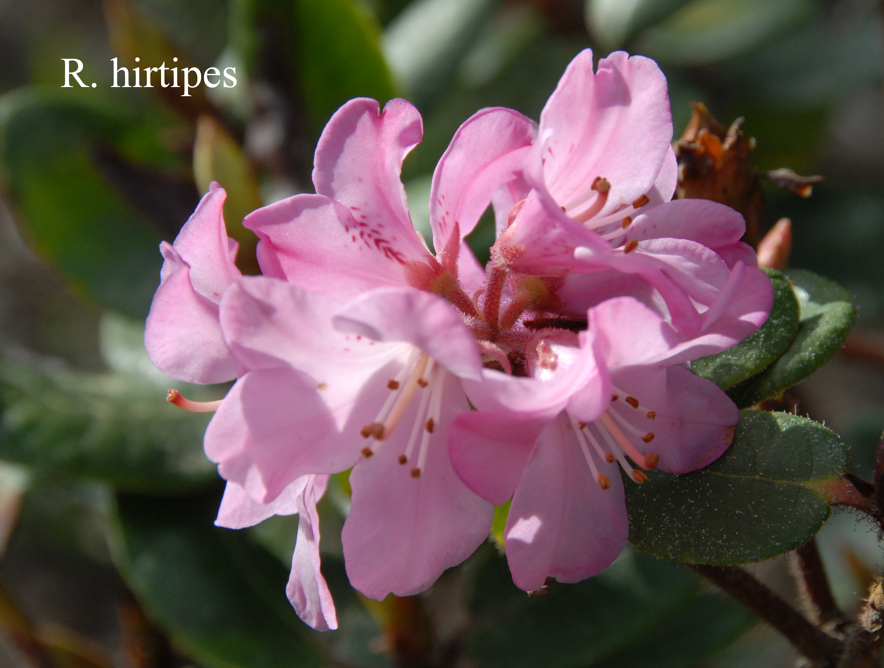 Rhododendron hirtipes photo