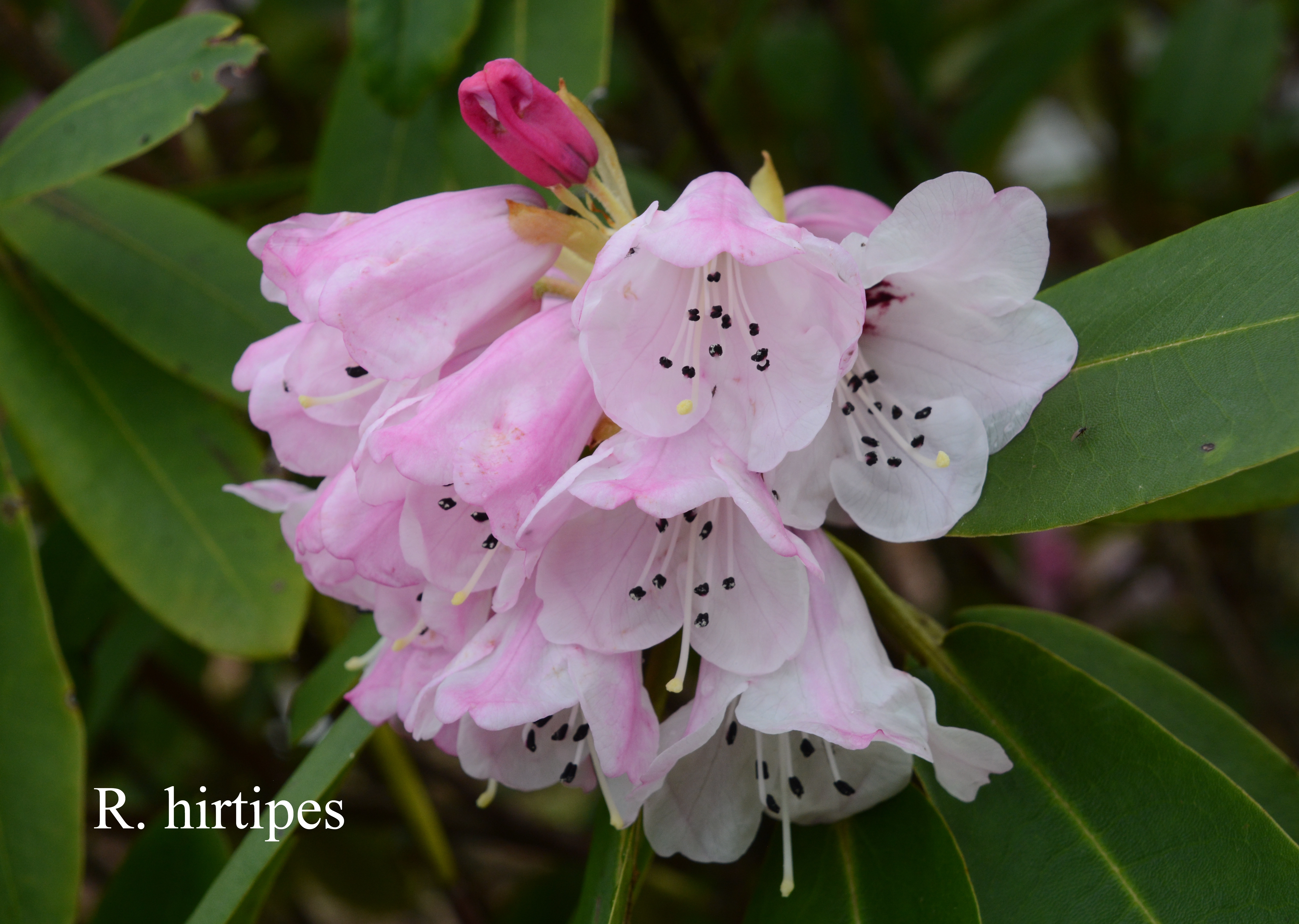 Rhododendron hirtipes photo