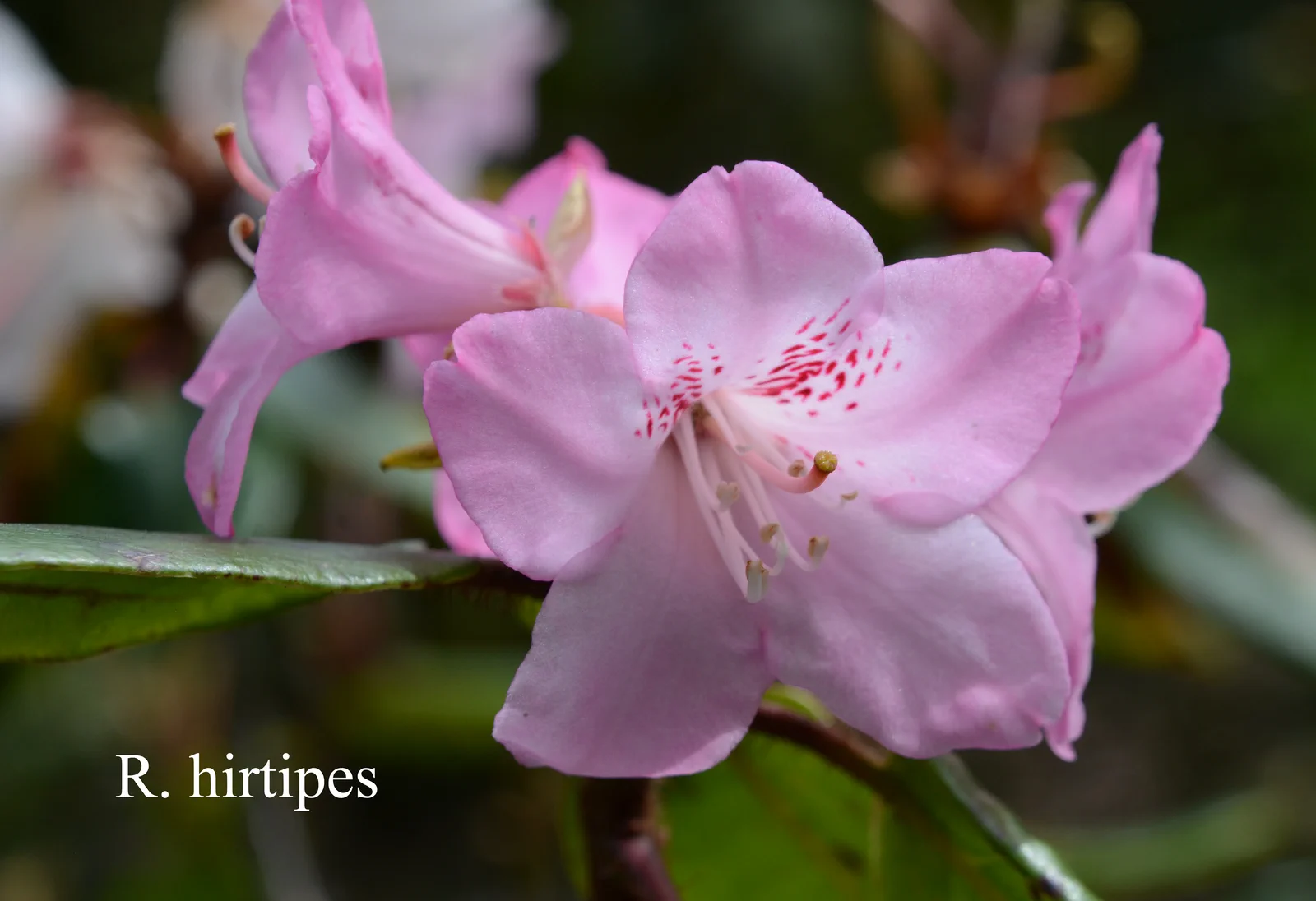 R. hirtipes photo of R. hirtipes. Location: Fearing's Farm Nursery, Abbotsford, BC, Canada. Photo by: Harold Fearing