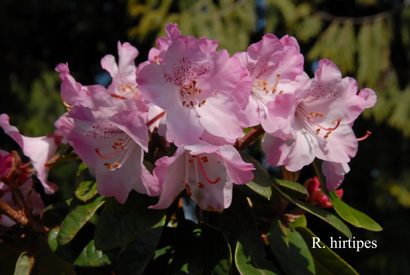 R. hirtipes photo of R. hirtipes. Location: Fearing's Farm Nursery, Abbotsford, BC, Canada. Photo by: Harold Fearing