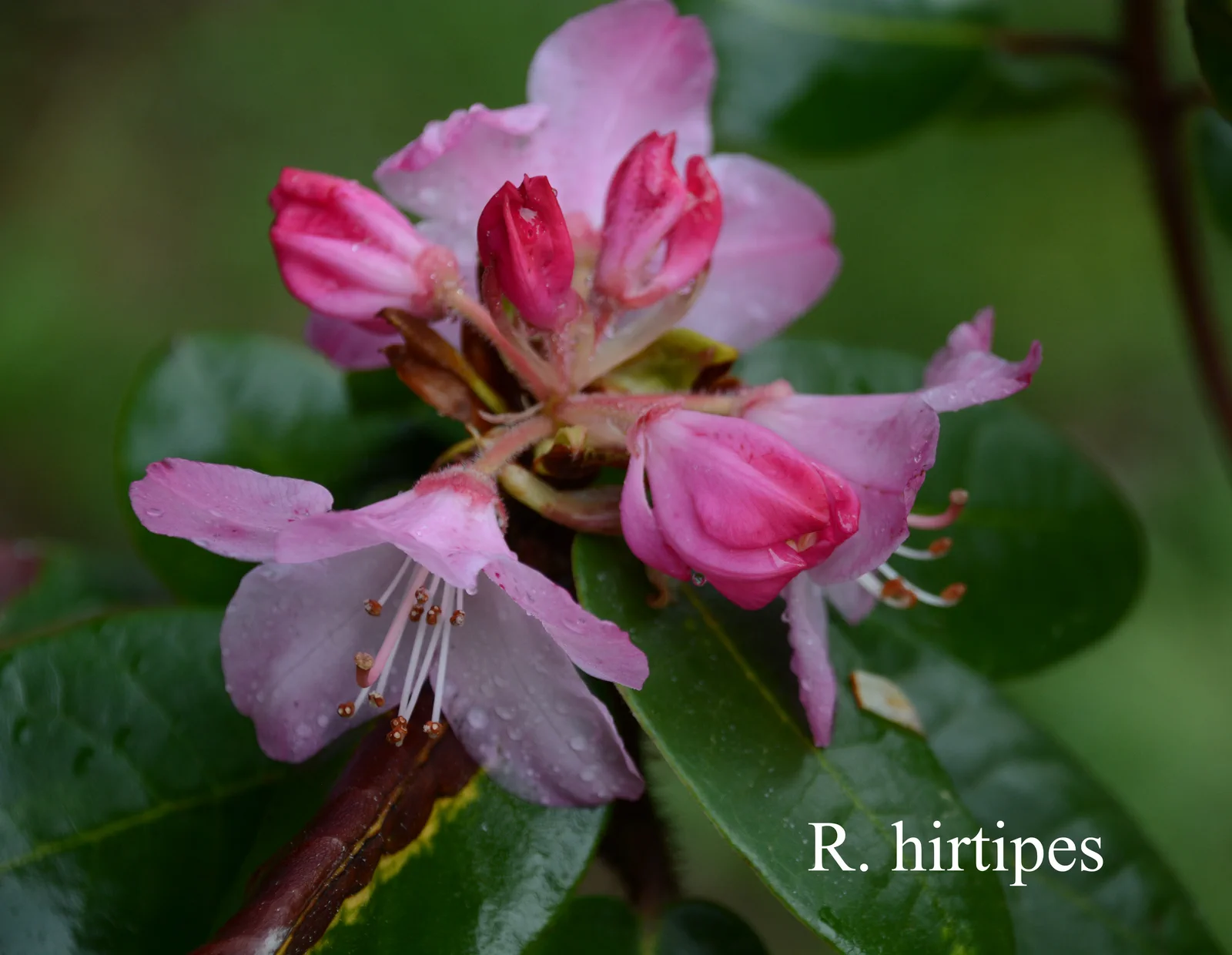 R. hirtipes photo of R. hirtipes. Location: Fearing's Farm Nursery, Abbotsford, BC, Canada. Photo by: Harold Fearing