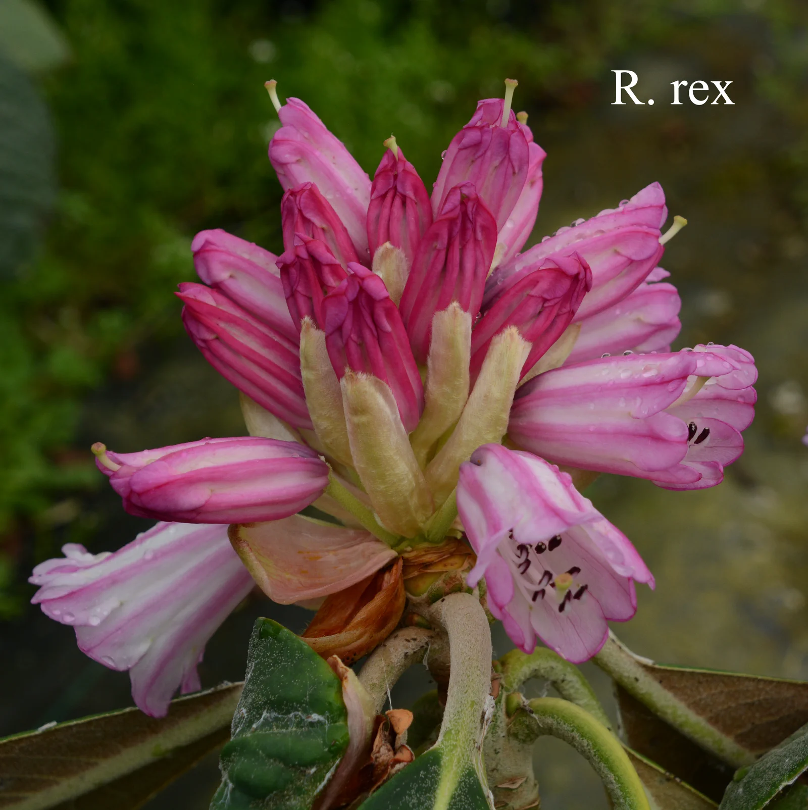 R. rex ssp rex photo of R. rex ssp rex. Location: Fearing's Farm Nursery, Abbotsford, BC, Canada. Photo by: Harold Fearing