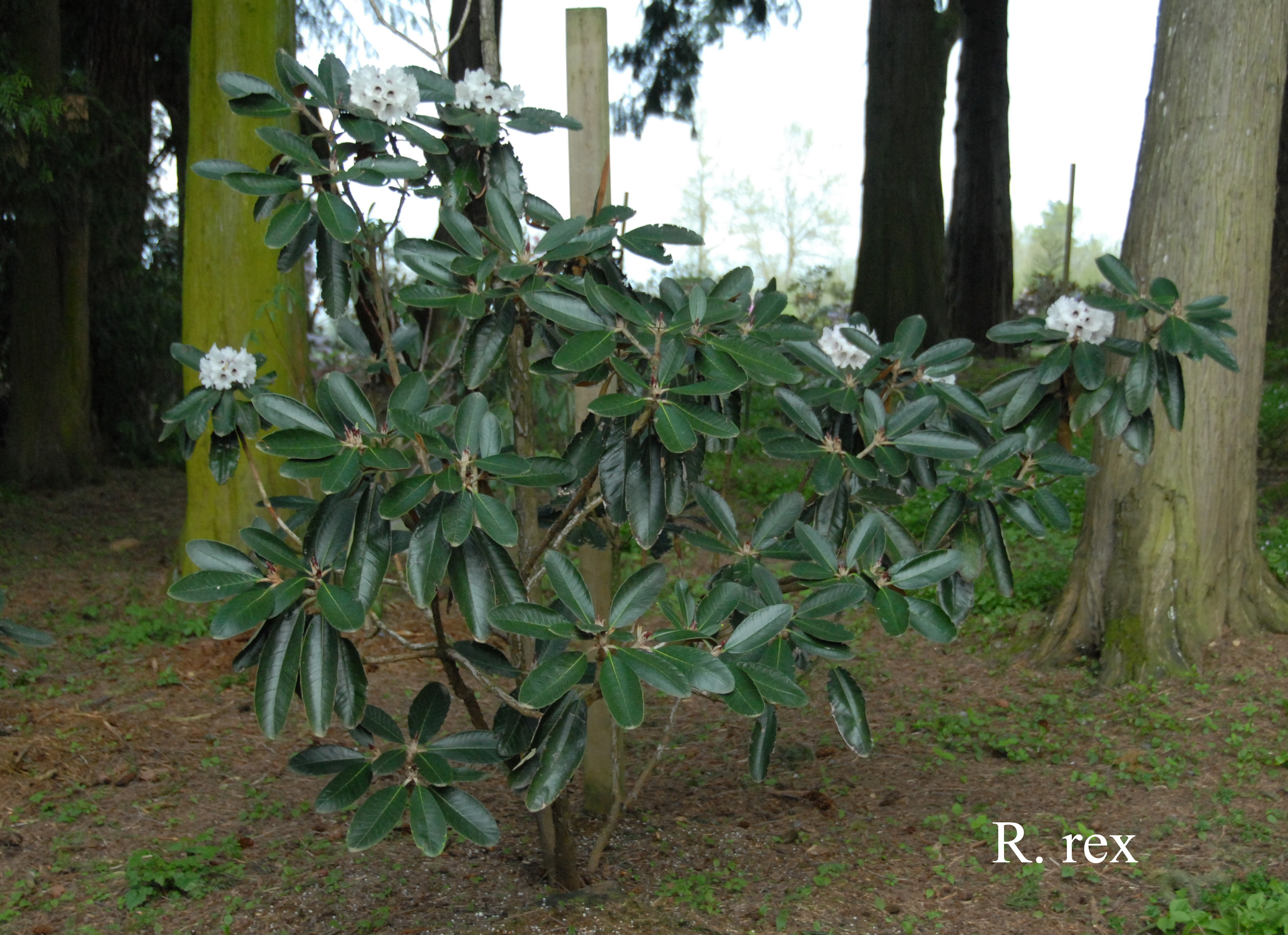 Rhododendron rex ssp rex photo