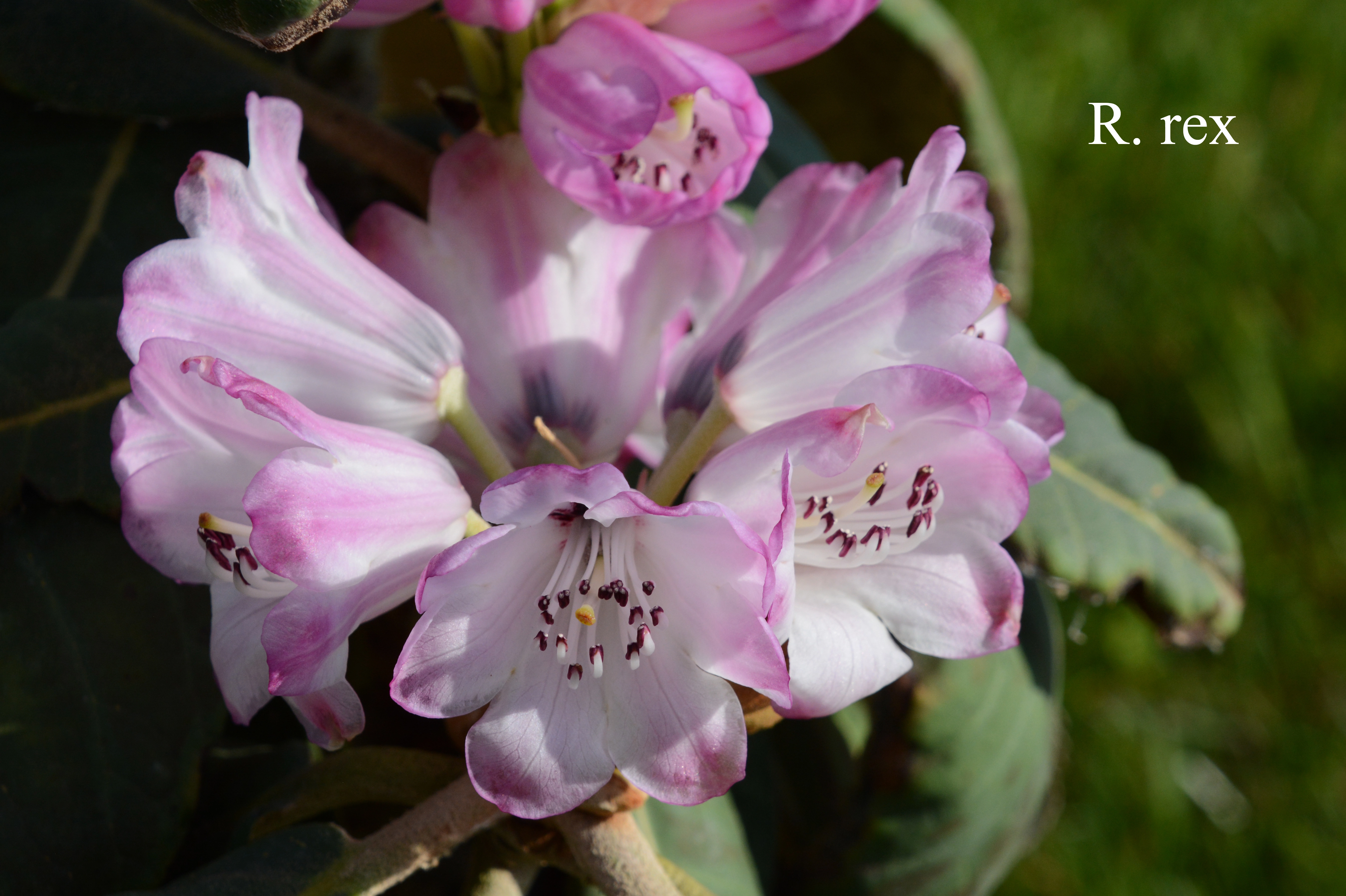 Rhododendron rex ssp rex photo