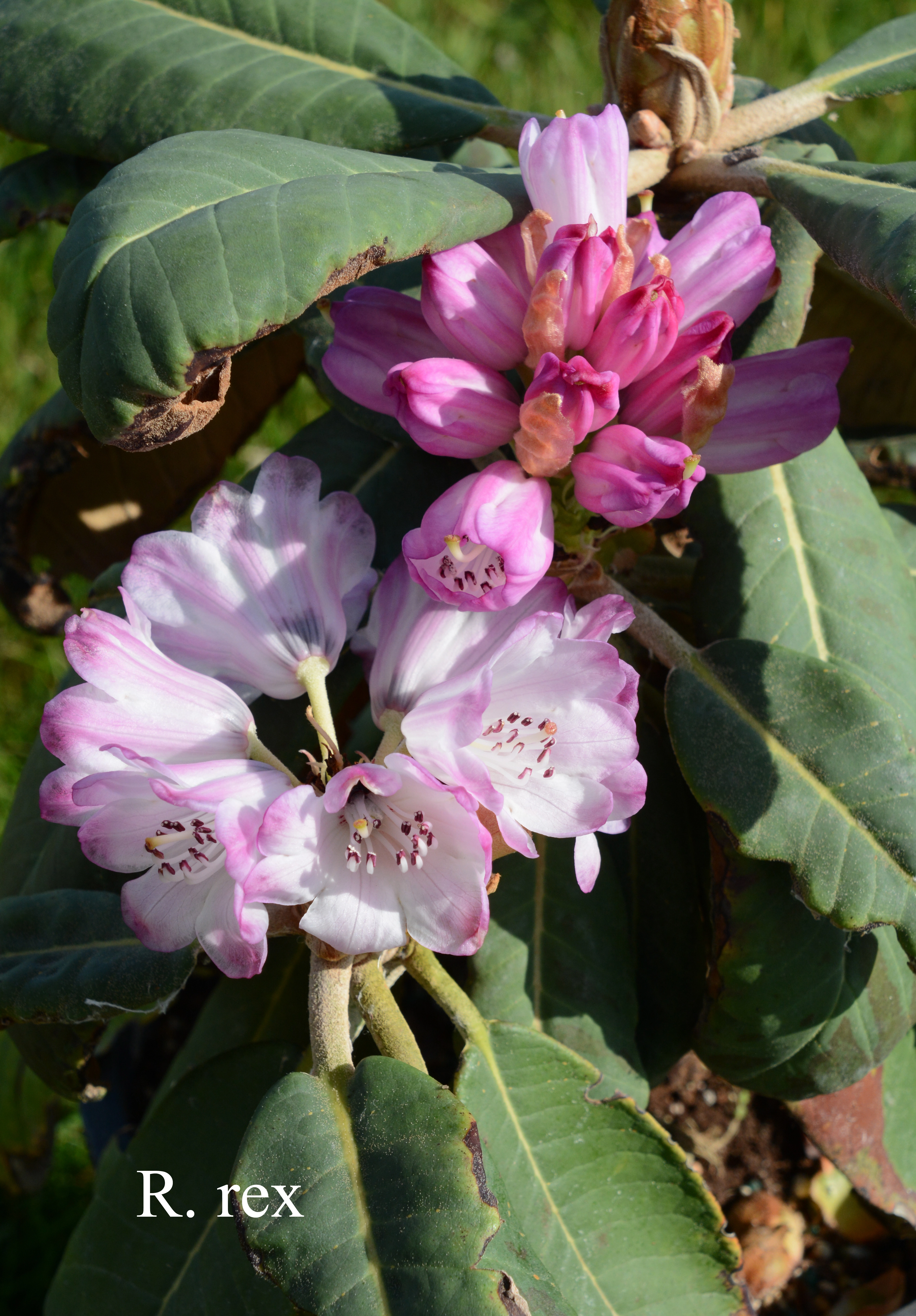 Rhododendron rex ssp rex photo