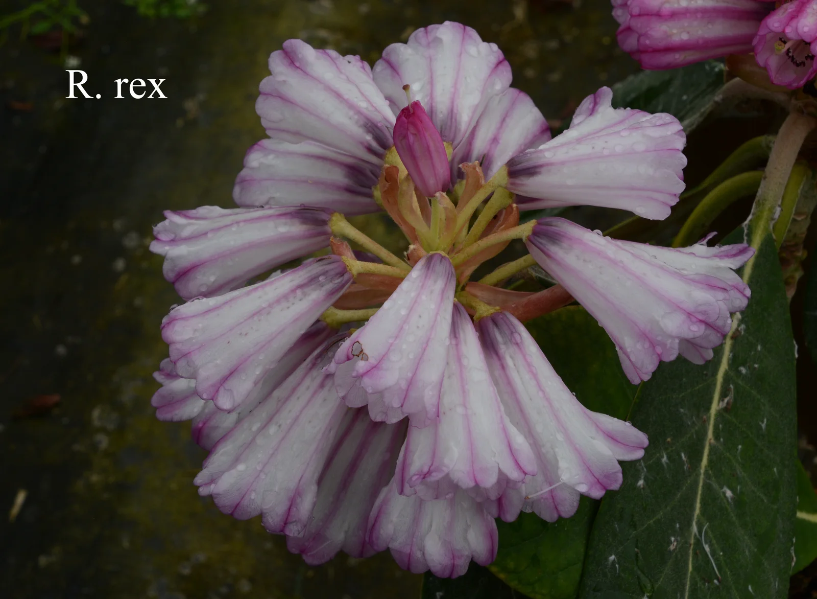 R. rex ssp rex photo of R. rex ssp rex. Location: Fearing's Farm Nursery, Abbotsford, BC, Canada. Photo by: Harold Fearing