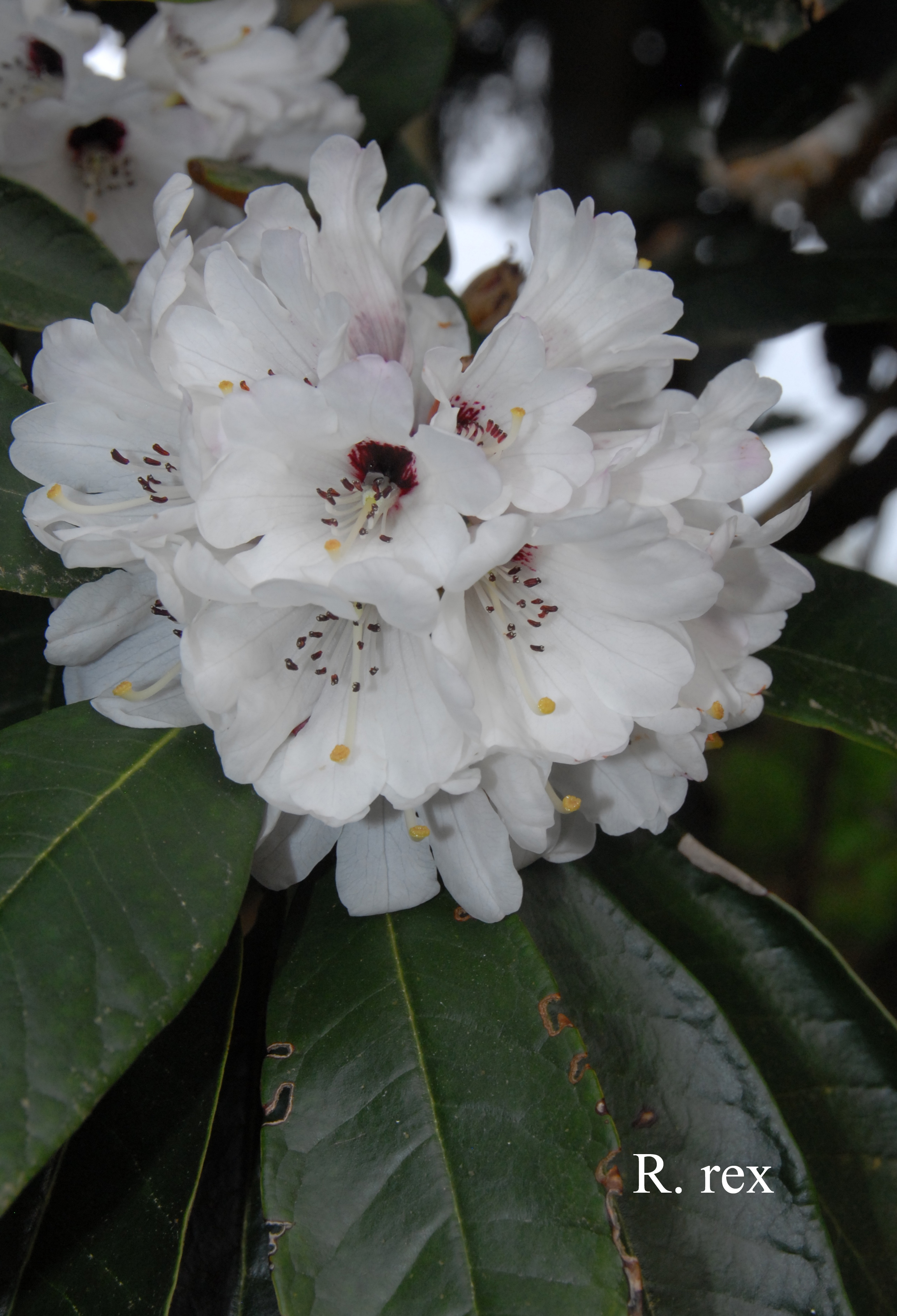 Rhododendron rex ssp rex photo