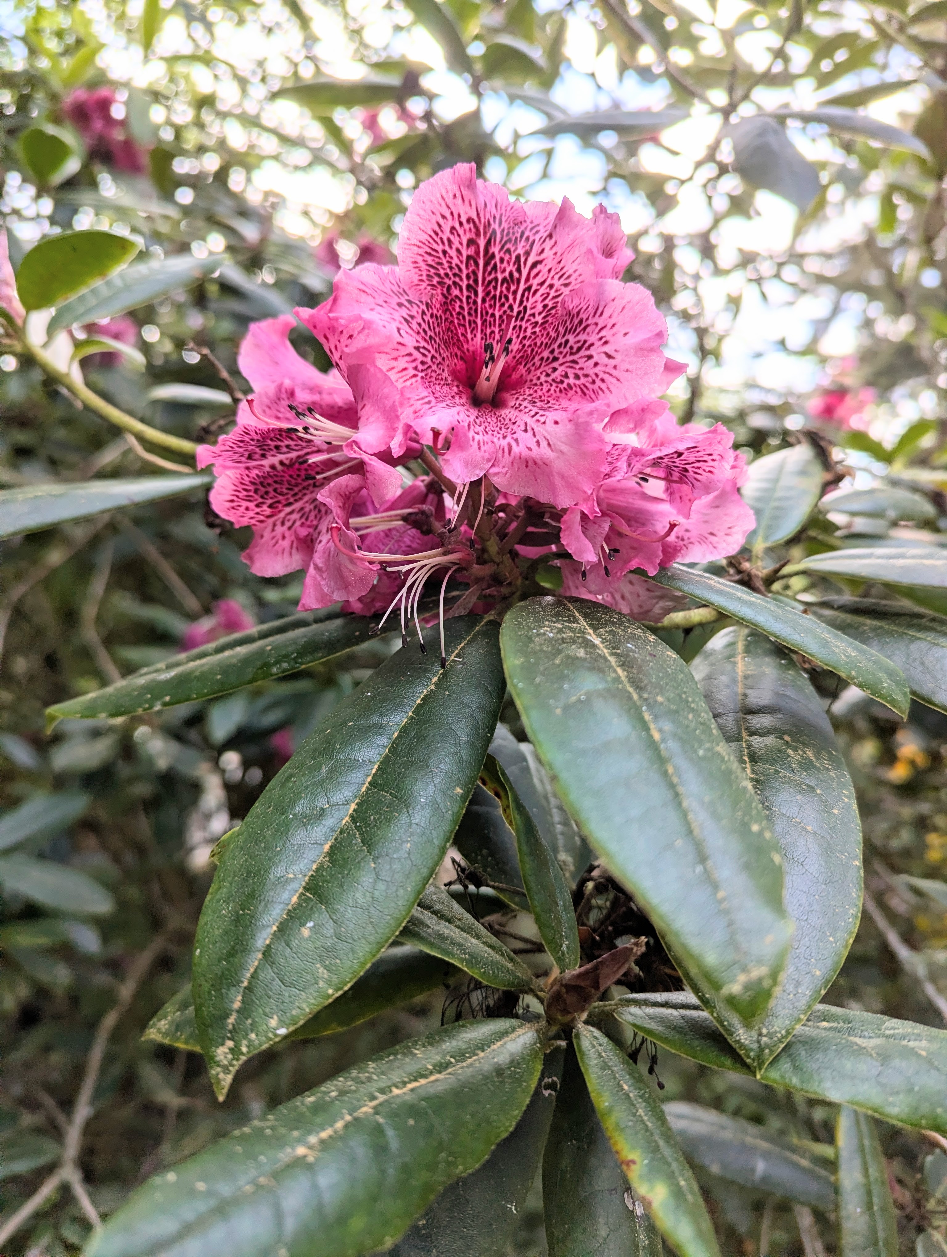 Rhododendron Busty Trusses photo
