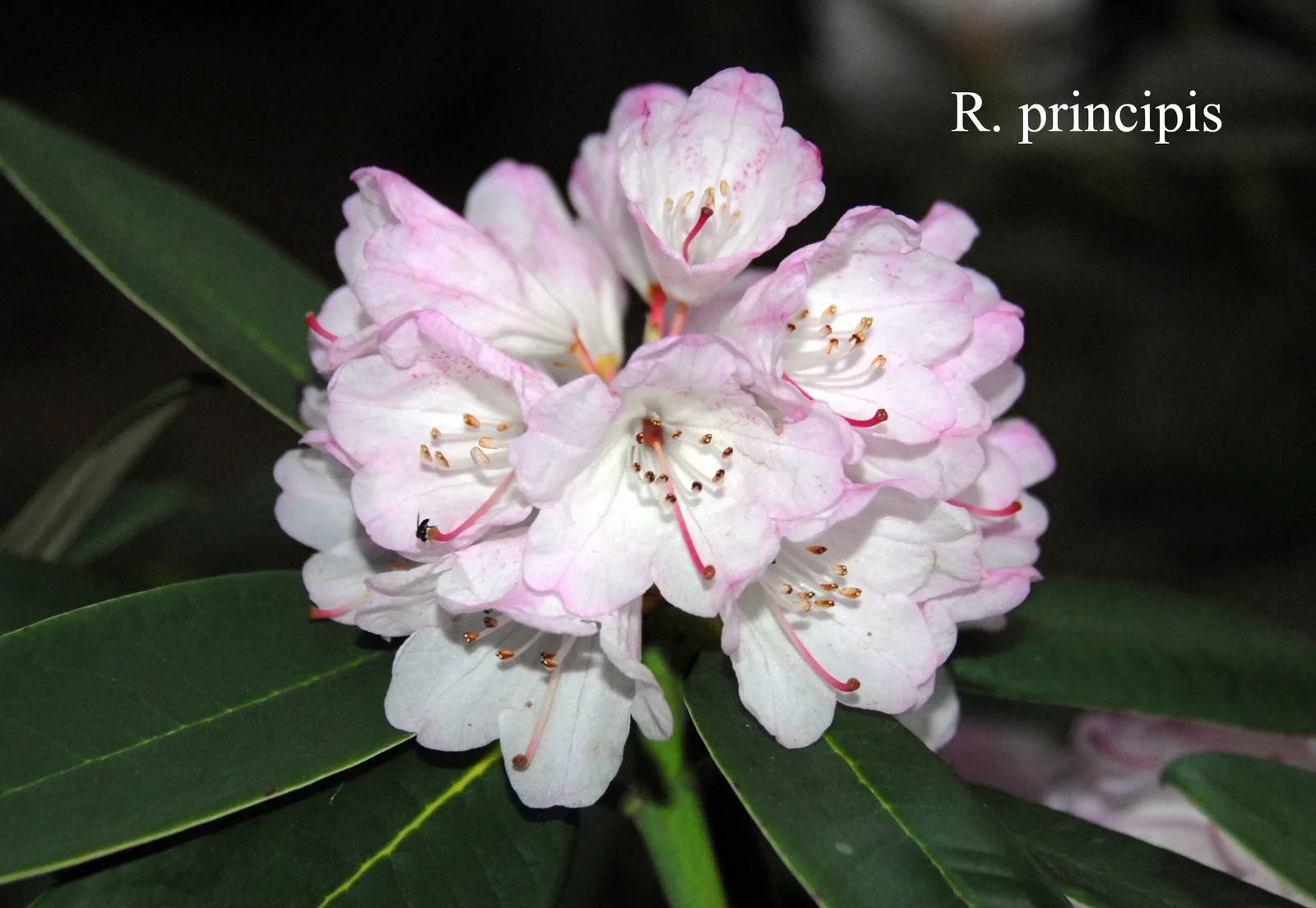 R. principis photo of R. principis. Location: Fearing's Farm Nursery, Abbotsford, BC, Canada. Photo by: Harold Fearing