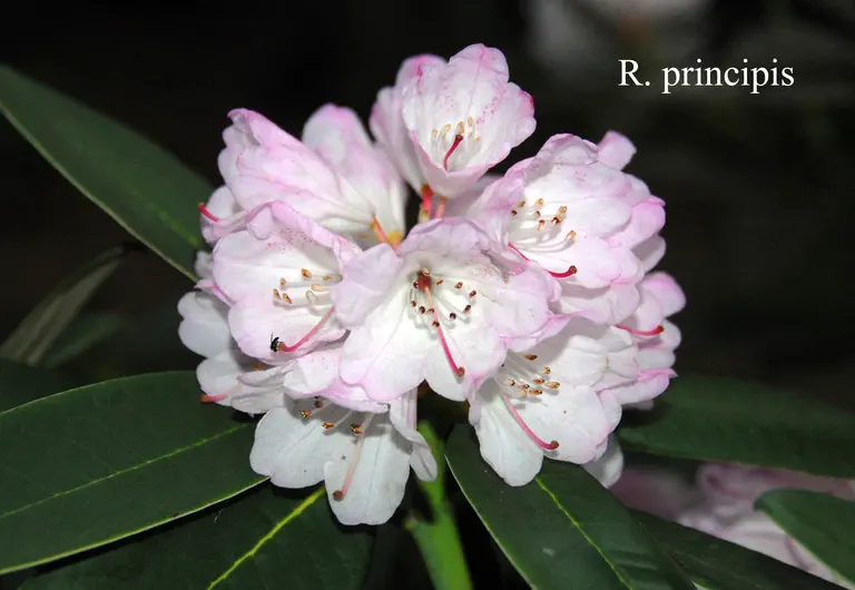 Photo of R. principis, Species
