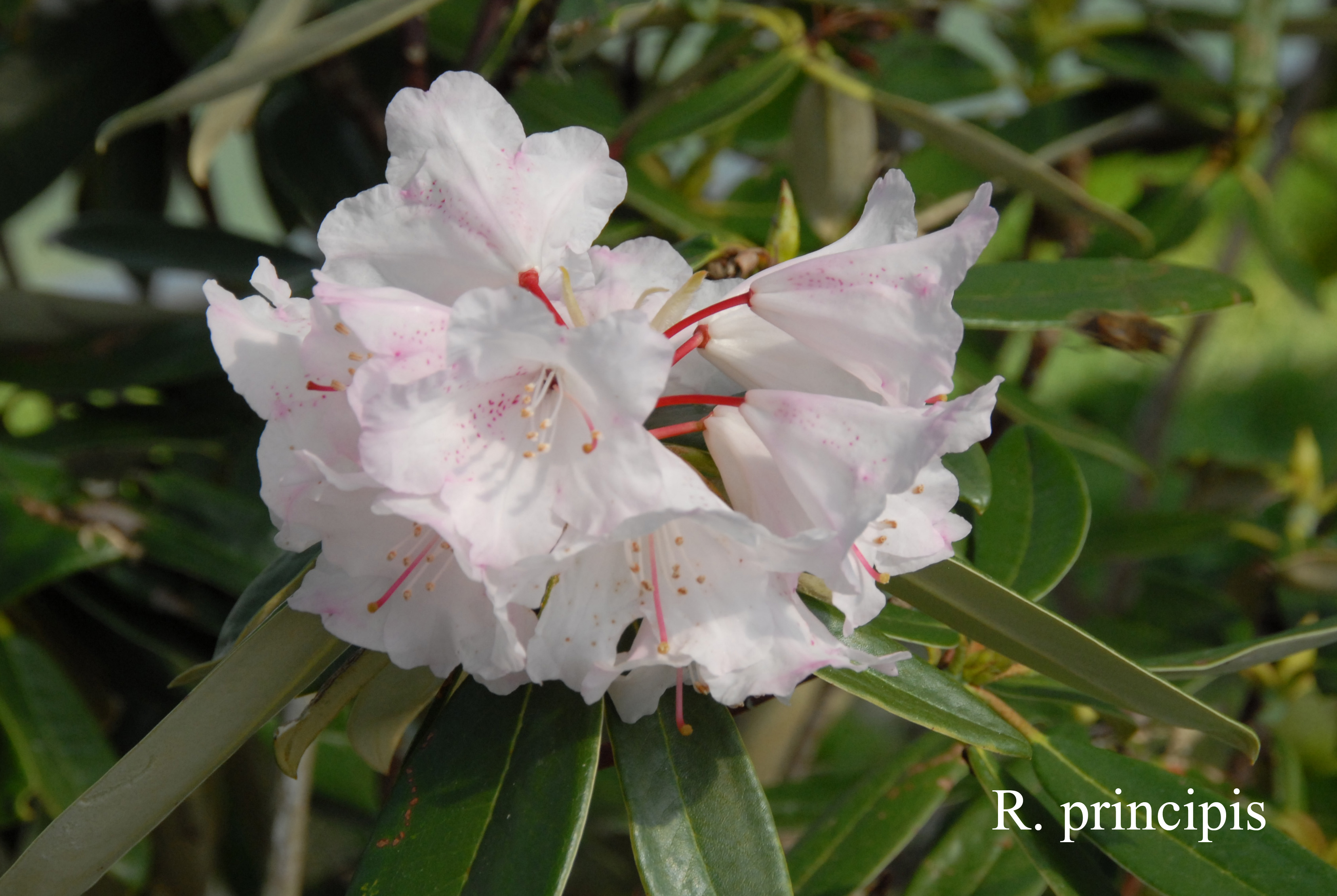 Rhododendron principis photo