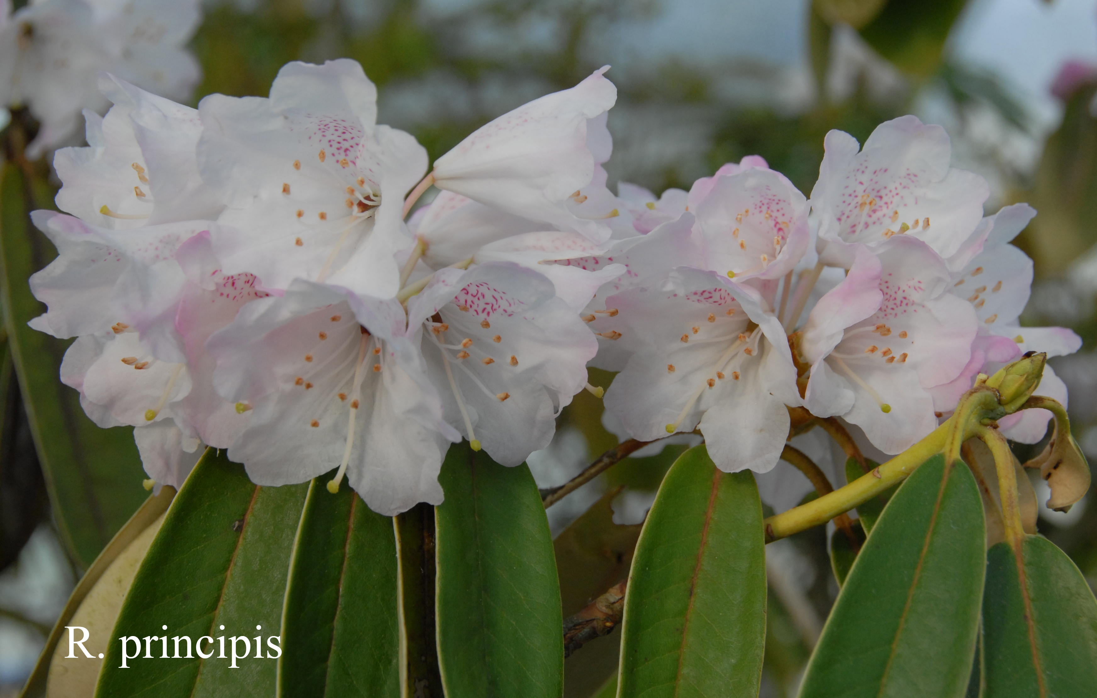 Rhododendron principis photo