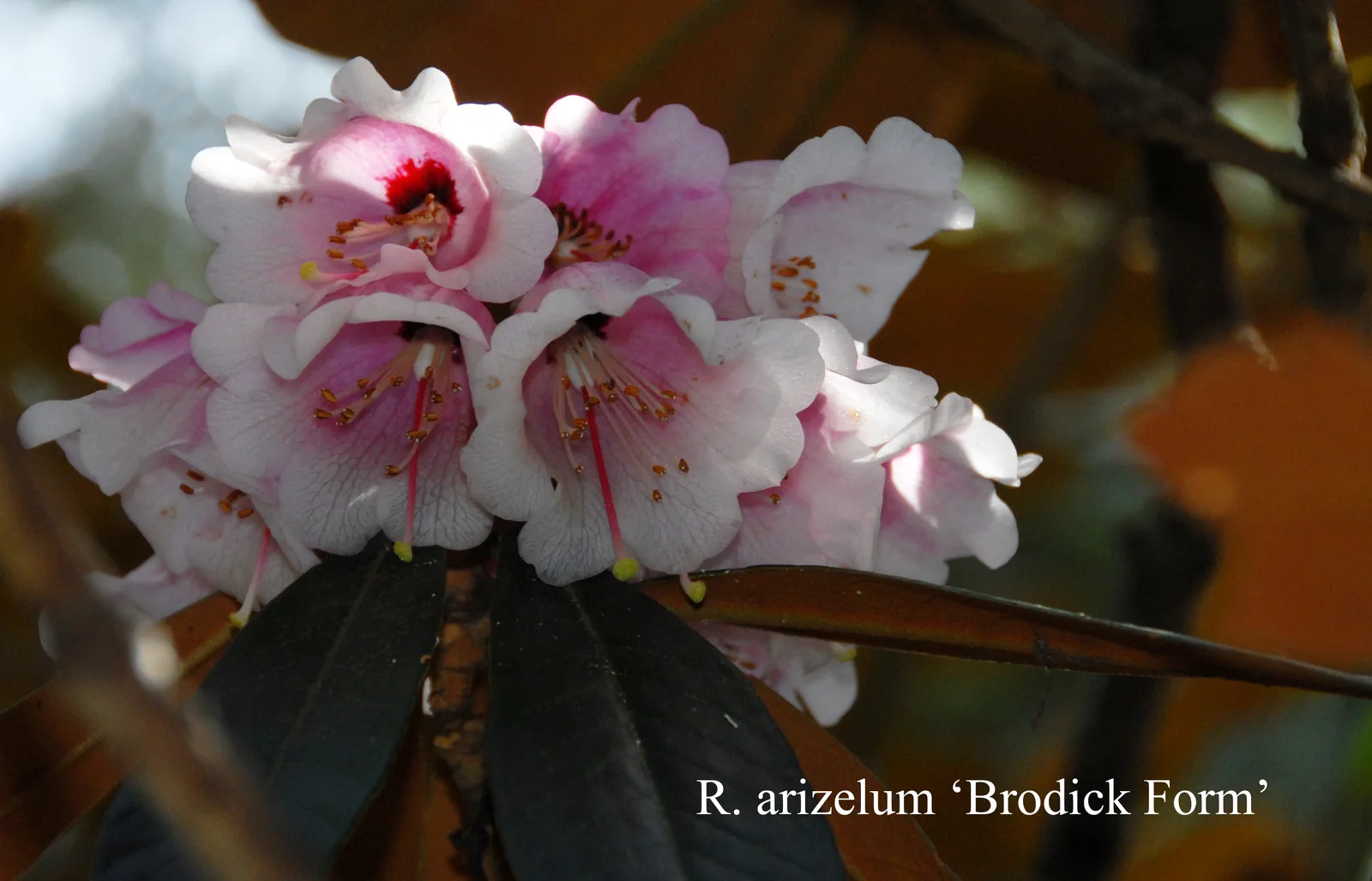 R. arizelum 'Brodick' photo of R. arizelum 'Brodick'. Location: Fearing's Farm Nursery, Abbotsford, BC, Canada. Photo by: Harold Fearing