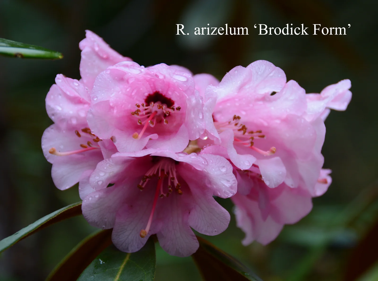 R. arizelum 'Brodick' photo of R. arizelum 'Brodick'. Location: Fearing's Farm Nursery, Abbotsford, BC, Canada. Photo by: Harold Fearing