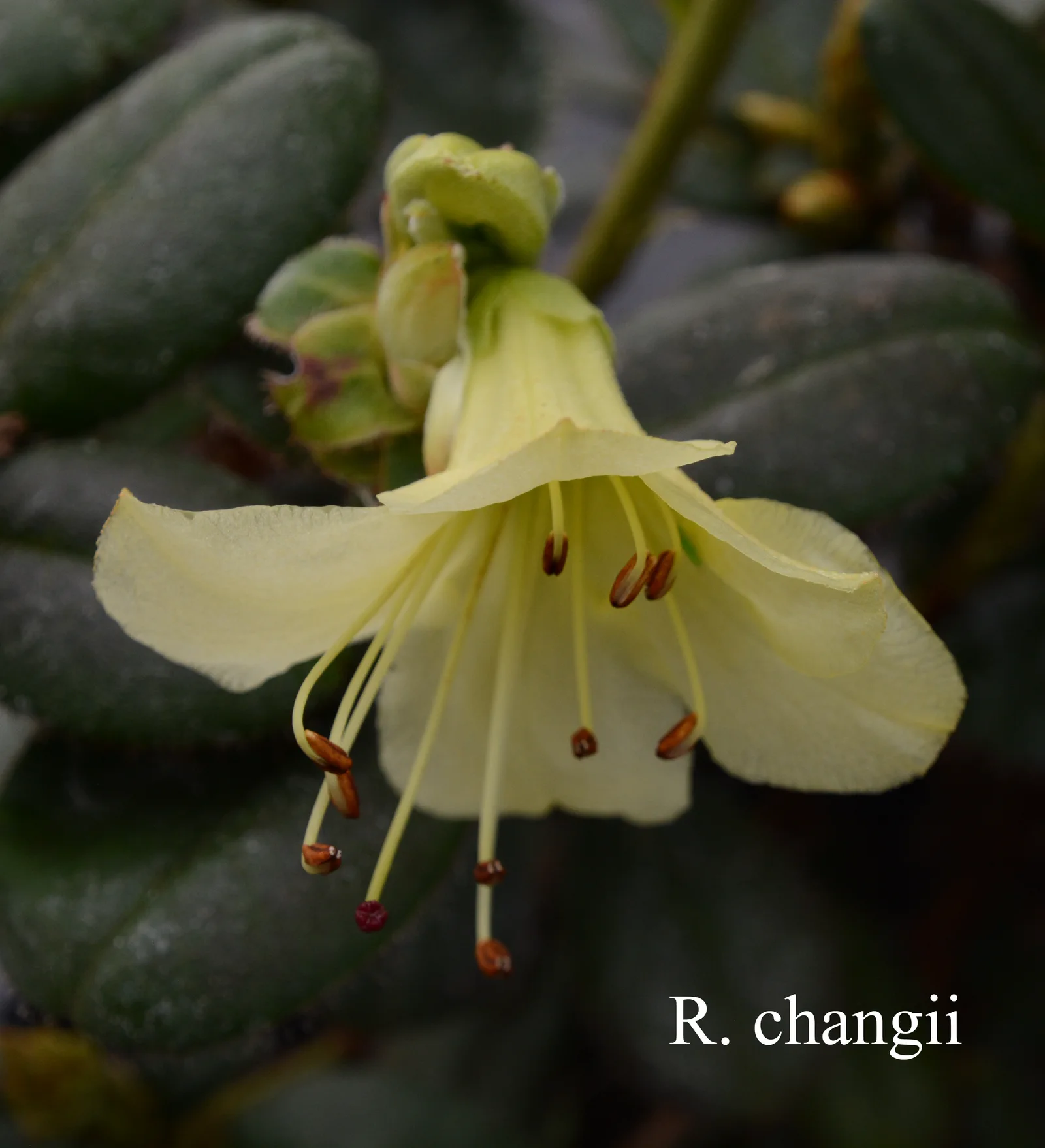 R. changii photo of R. changii. Location: Fearing's Farm Nursery, Abbotsford, BC, Canada. Photo by: Harold Fearing