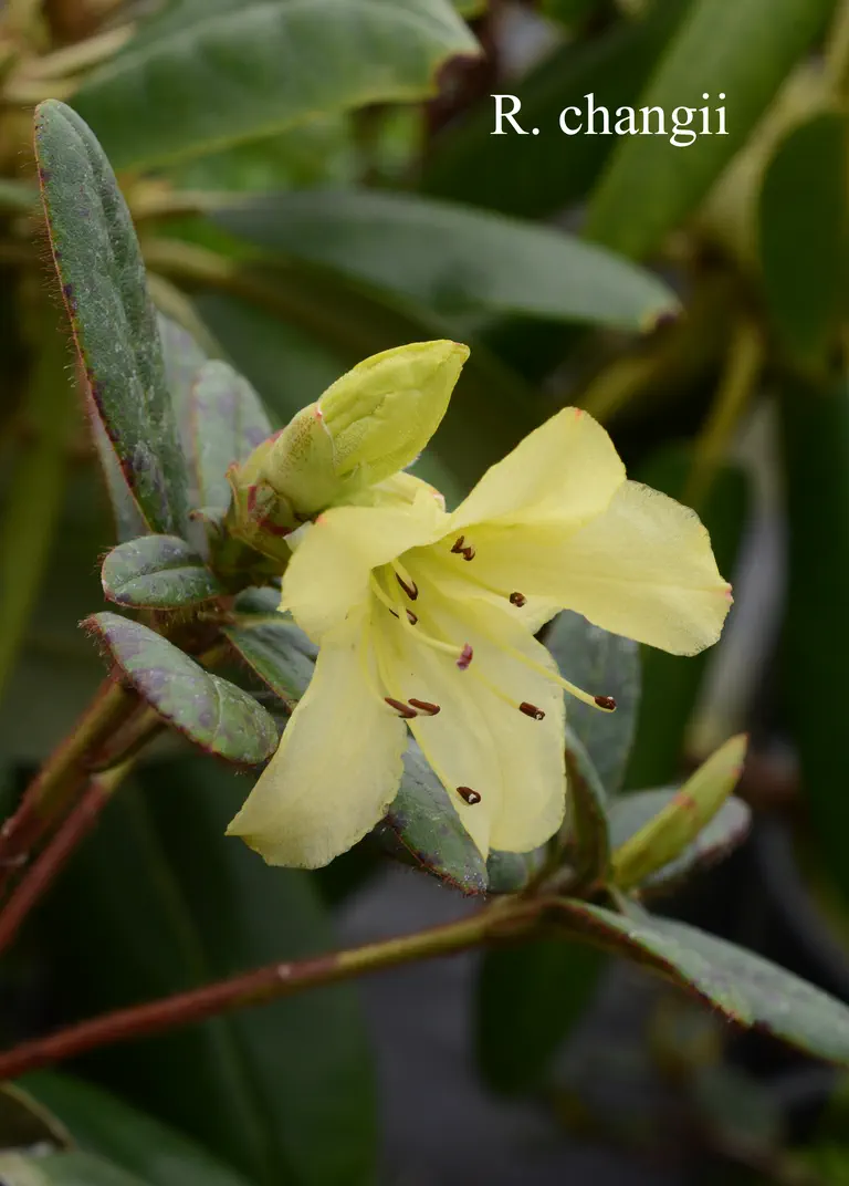 Photo of R. changii, Species