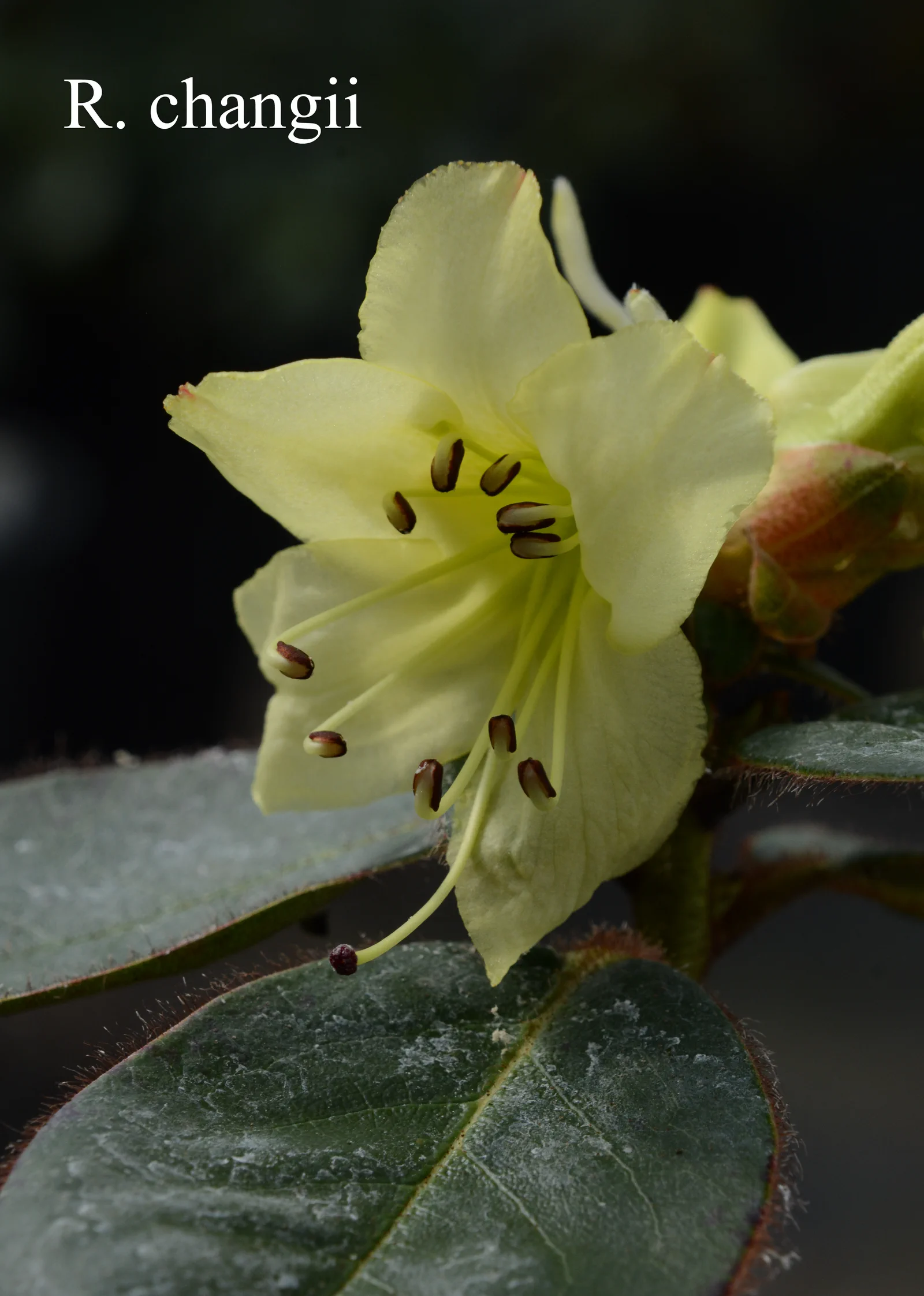 R. changii photo of R. changii. Location: Fearing's Farm Nursery, Abbotsford, BC, Canada. Photo by: Harold Fearing