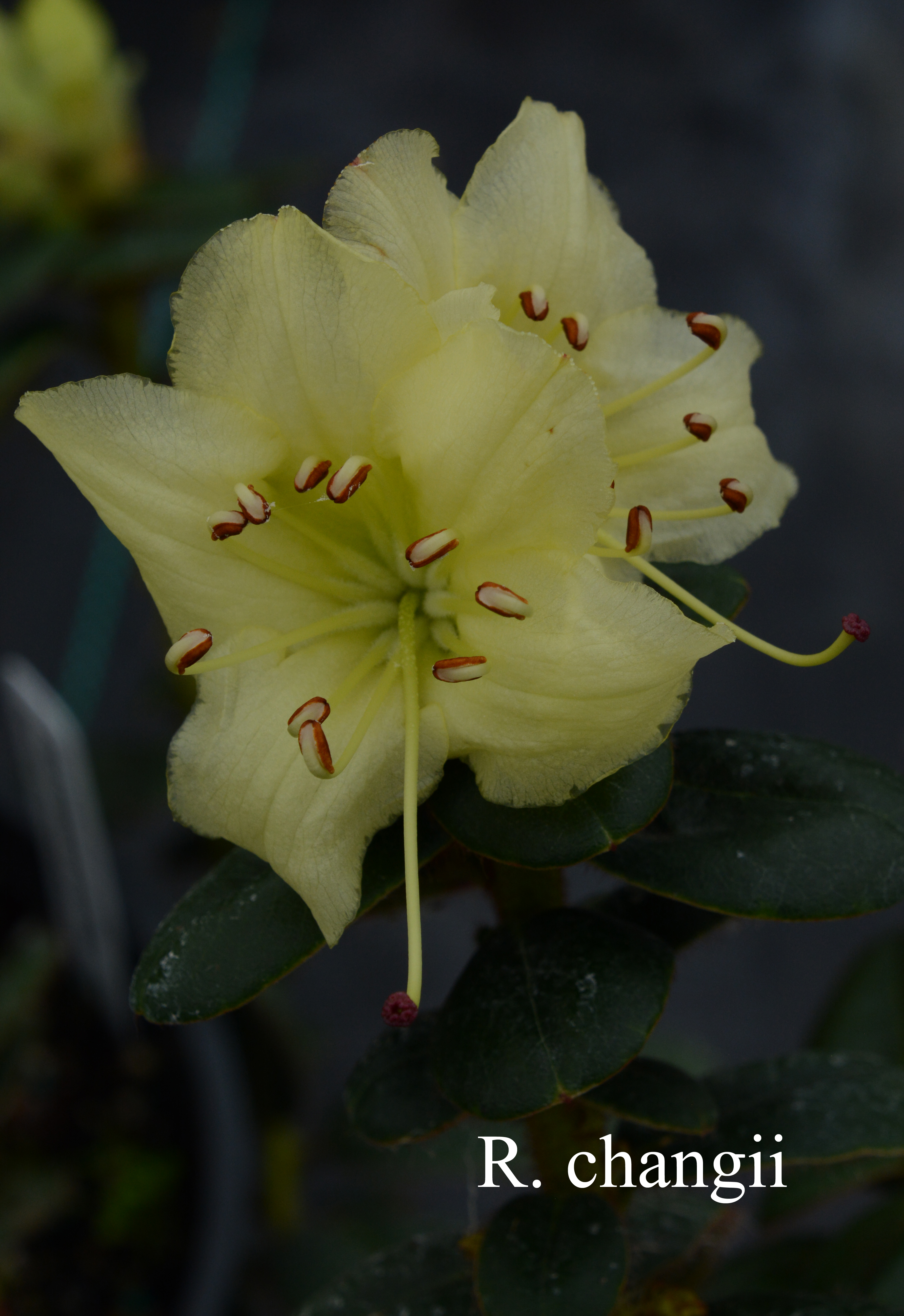 Rhododendron changii photo