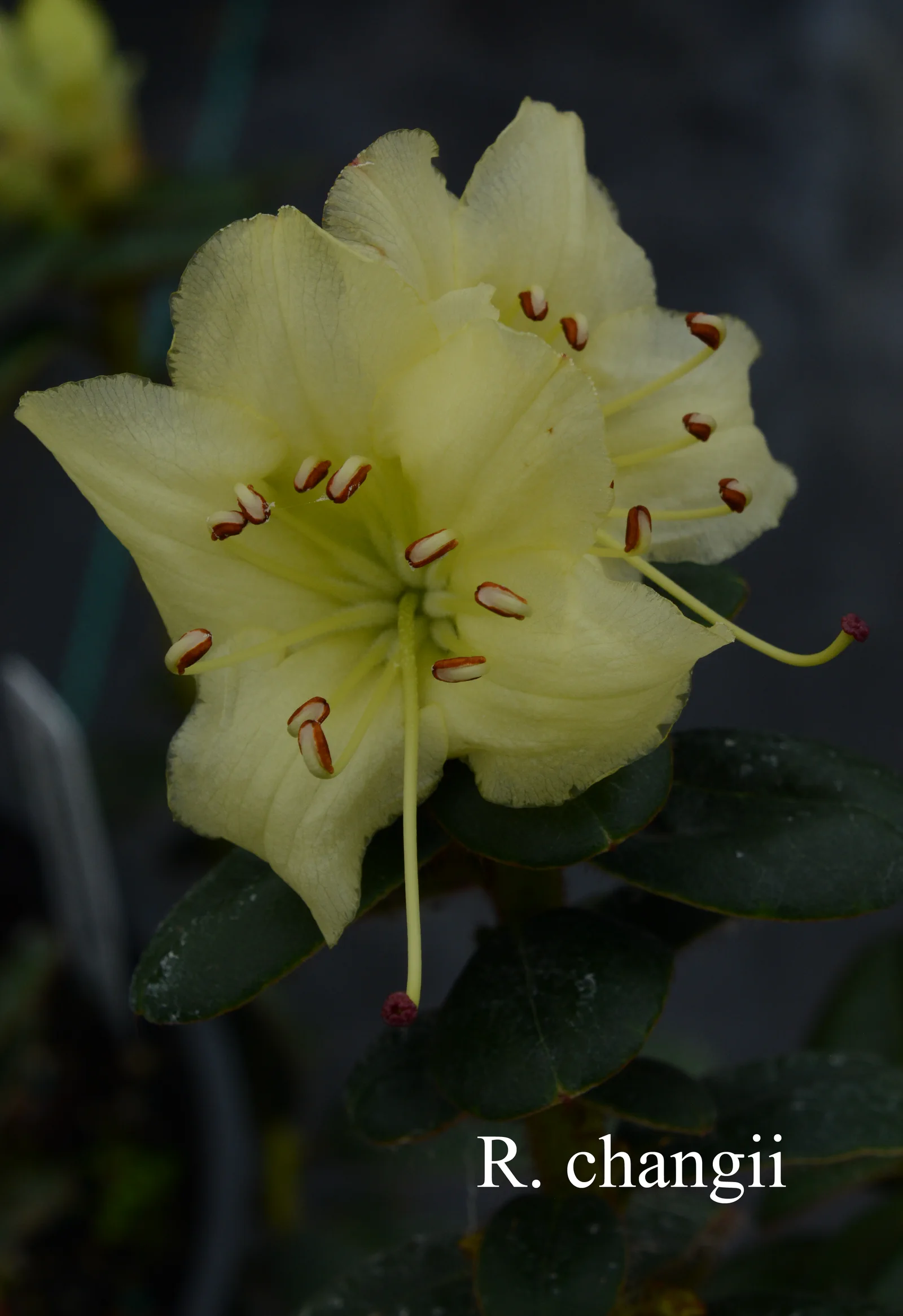 R. changii photo of R. changii. Location: Fearing's Farm Nursery, Abbotsford, BC, Canada. Photo by: Harold Fearing