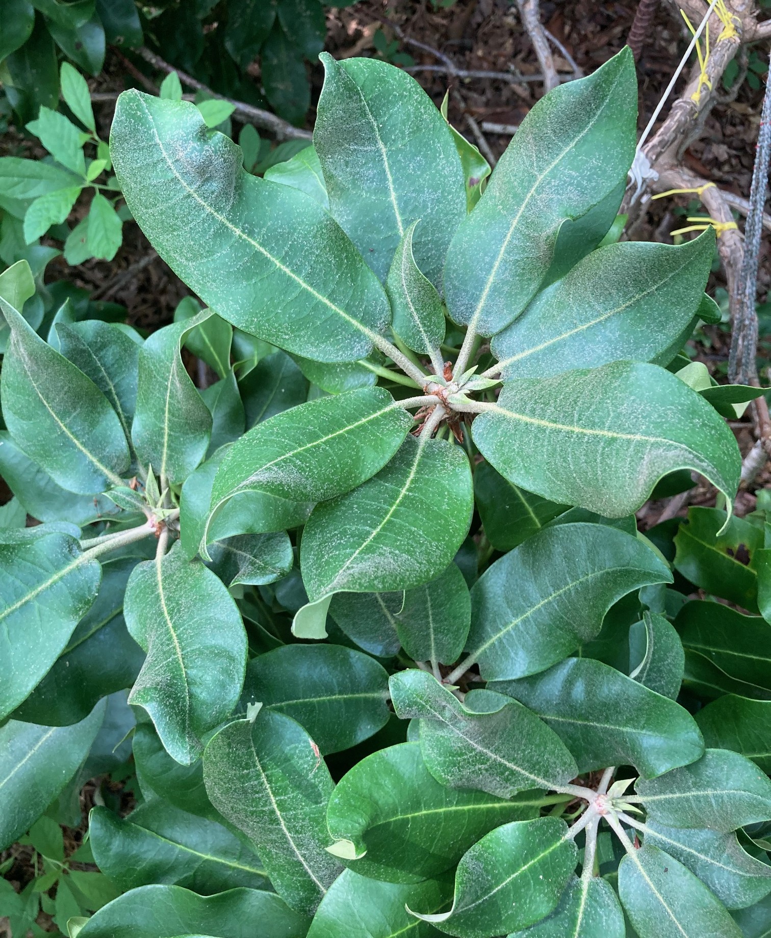Rhododendron Leachii photo