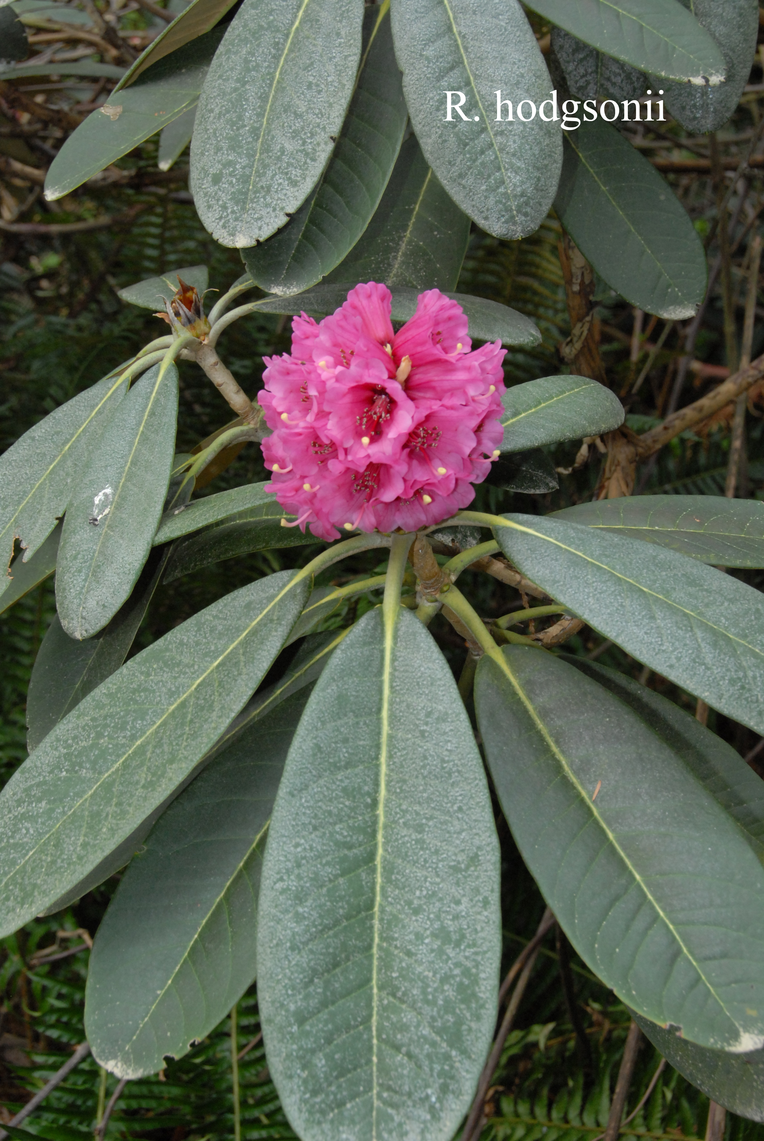 Rhododendron hodgsonii photo