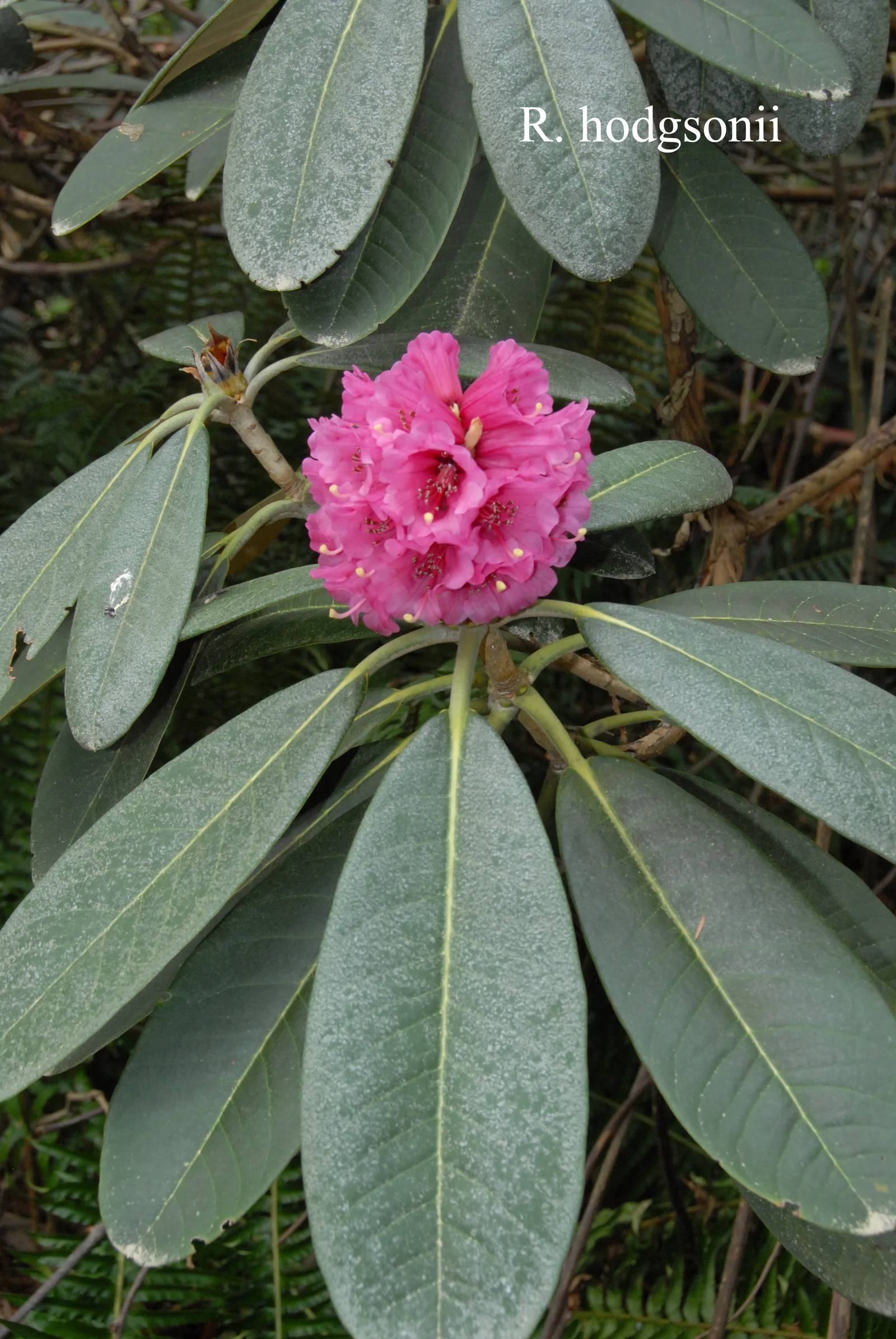 R. hodgsonii photo of R. hodgsonii. Location: Fearing's Farm Nursery, Abbotsford, BC, Canada. Photo by: Harold Fearing