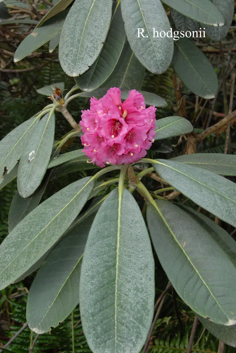 Photo of R. hodgsonii, Species