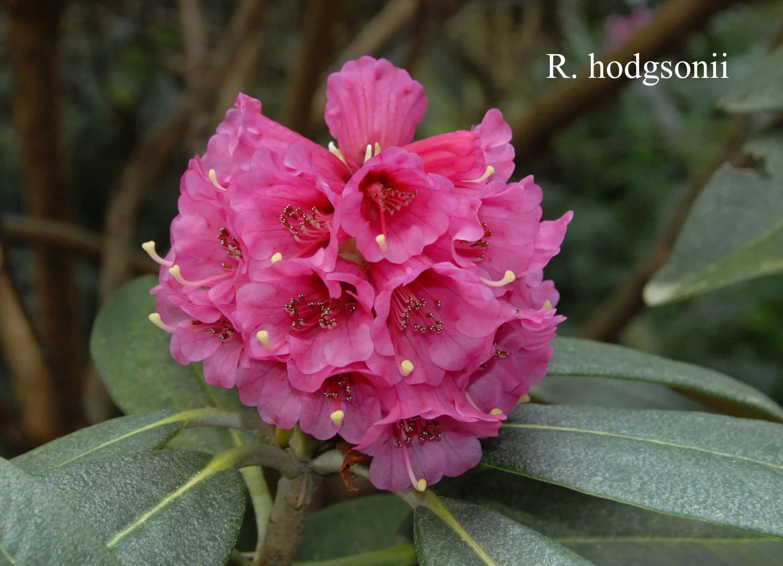 R. hodgsonii photo of R. hodgsonii. Location: Fearing's Farm Nursery, Abbotsford, BC, Canada. Photo by: Harold Fearing