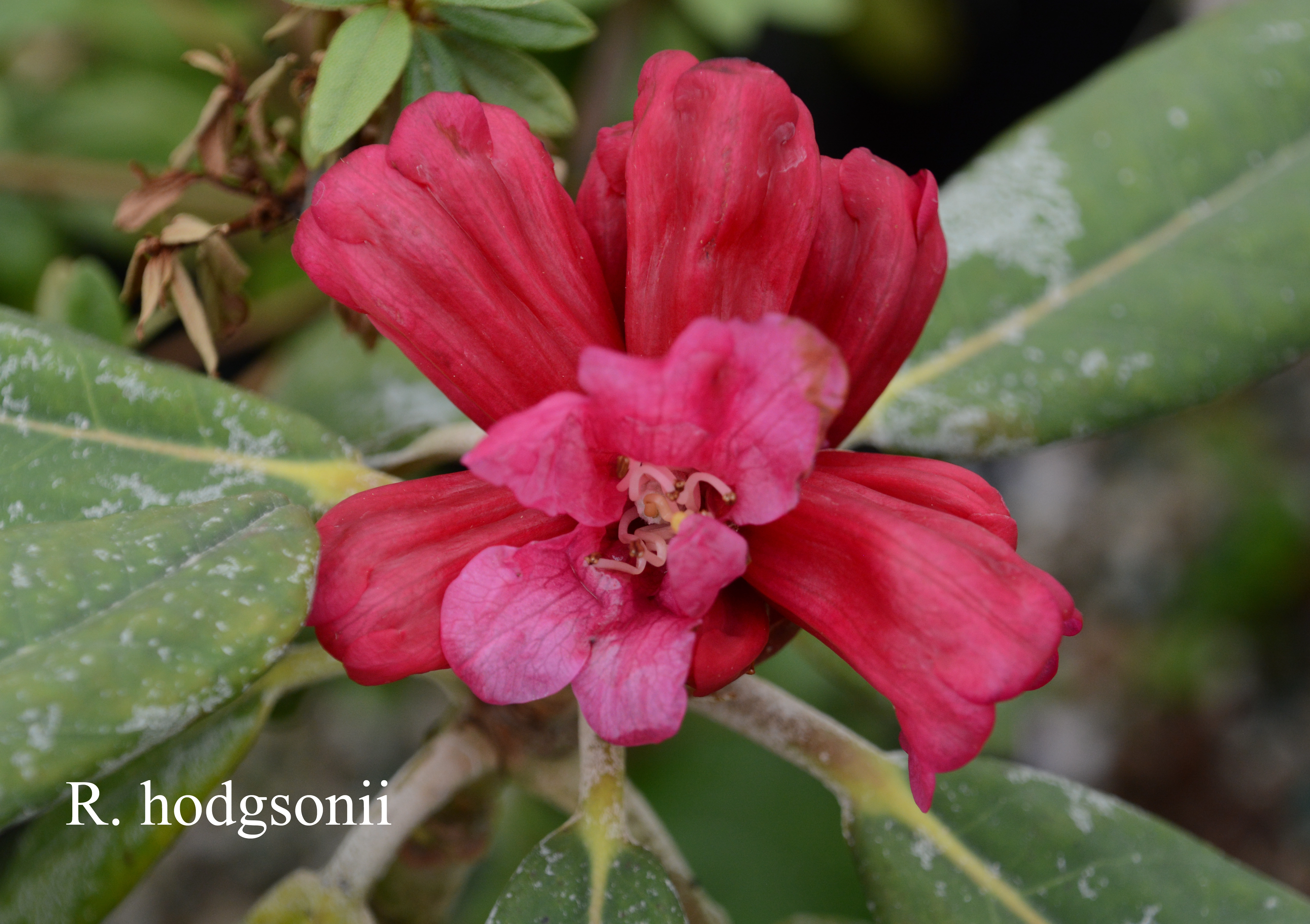 Rhododendron hodgsonii photo